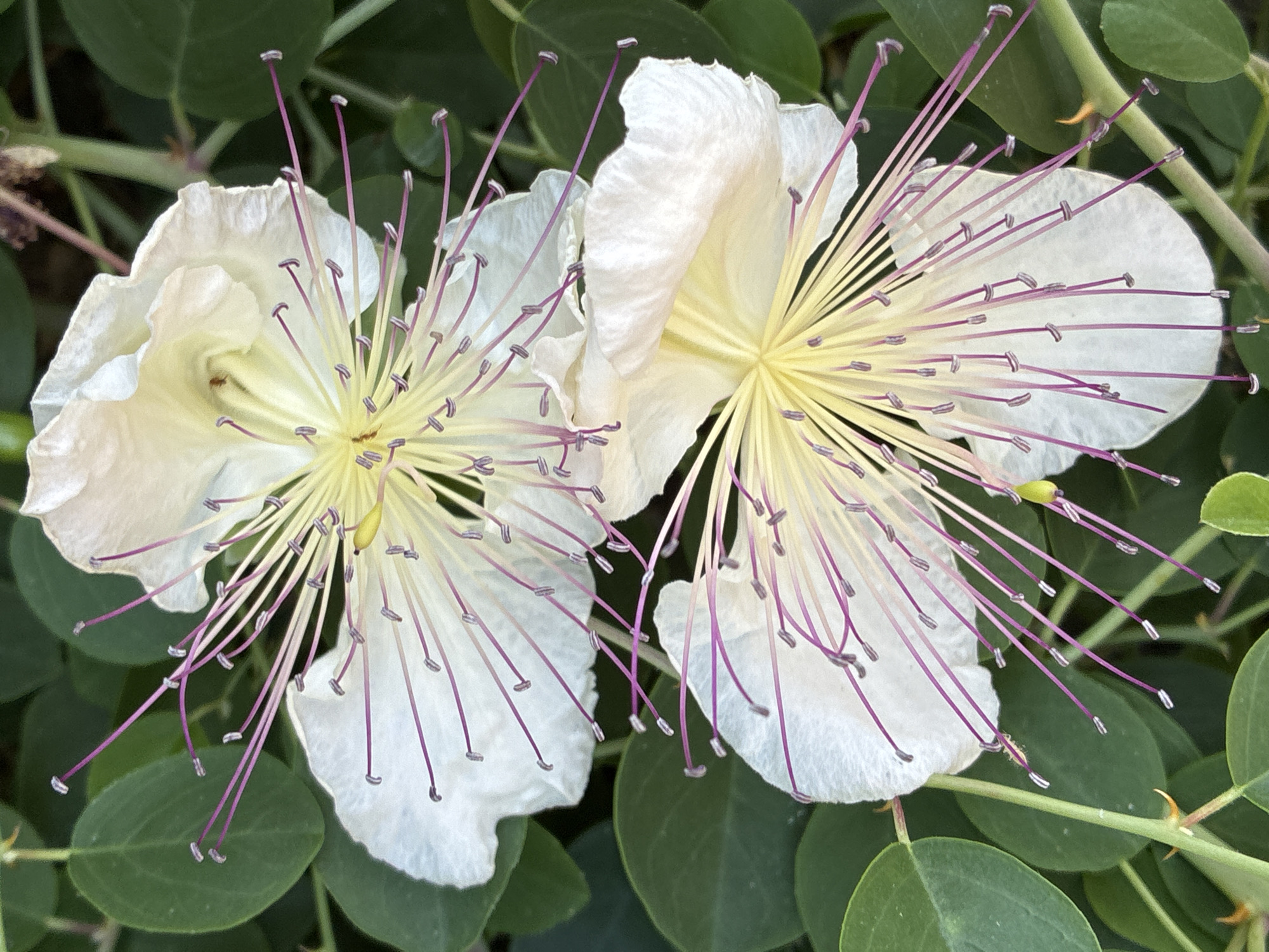 The image shows two white caper flowers with prominent yellow stamens and purple-tipped anthers, set against a backdrop of lush green leaves. The flowers are in focus, showcasing their delicate petals and the intricate arrangement of their reproductive parts. The leaves are a vibrant green, suggesting a healthy plant in an outdoor environment. The presence of sharp thorns on the stem indicates that this is likely a wild or semi-wild caper bush. Given the context of Alanya, Turkey, this scene could be found in a park, garden, or along a coastal path where caper plants are known to grow. No people or specific man-made structures are visible in the image.