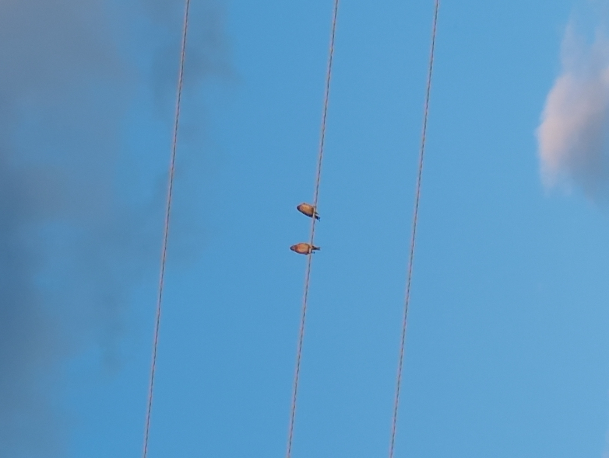 Two small birds, likely sparrows or finches, perch on overhead power lines against a clear blue sky. The birds are a warm brown color, with one slightly above and to the left of the other. The power lines are thin and run vertically through the frame, creating parallel lines. In the upper left and upper right corners of the image, patches of dark clouds are visible, suggesting the possibility of changing weather or a partially cloudy day. The bright blue sky indicates it is daytime. The scene is likely outdoors, given the presence of power lines and the sky. There is no visible text in the image. The overall impression is one of a common, everyday scene in a rural or semi-rural setting.