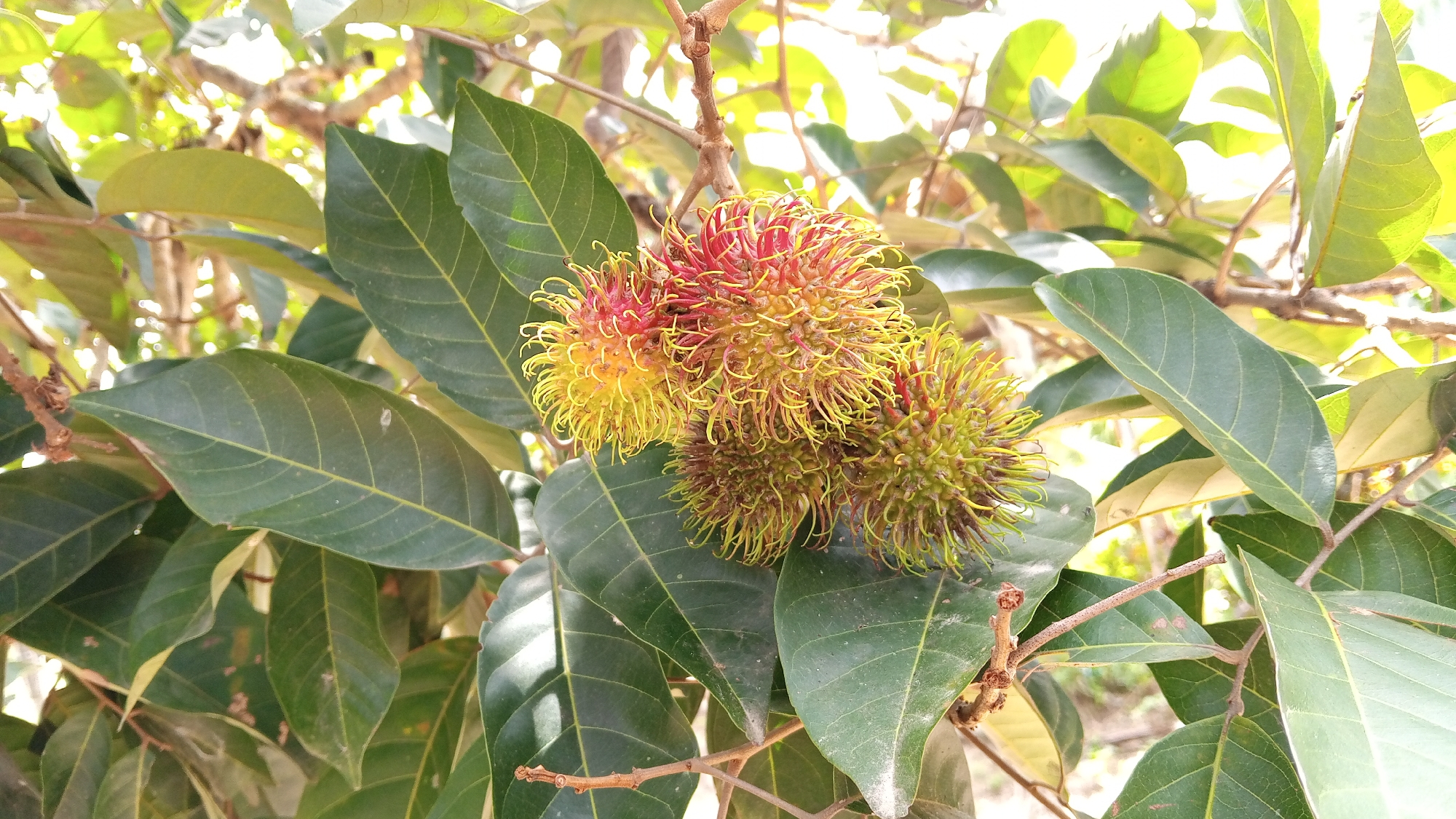 The image shows a close-up of a rambutan tree branch with several rambutans hanging from it, surrounded by green leaves. The rambutans are a mix of yellow and red, with spiky exteriors. The background is blurred and shows more foliage and branches, with sunlight filtering through. There are no people or animals visible in the image. The scene is set in the city of Kebonbaru, Indonesia.