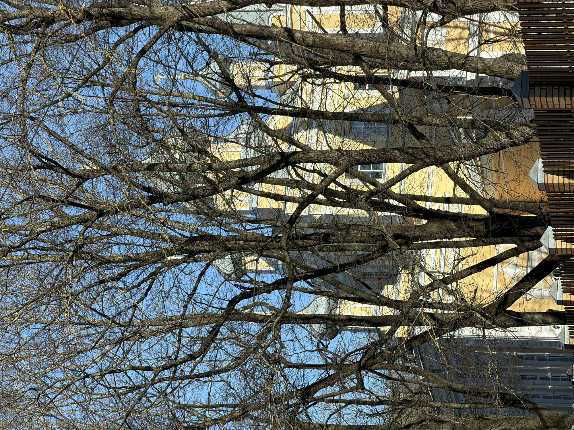 A dense network of bare tree branches dominates the foreground against a backdrop of a yellow building and a clear blue sky. The building has visible windows and architectural details. A partial view of a modern structure with horizontal slats is visible on the right edge of the frame. The image is likely taken in Riga, Latvia, given the presence of its characteristic architecture, but further location-specific details are unavailable without additional context.