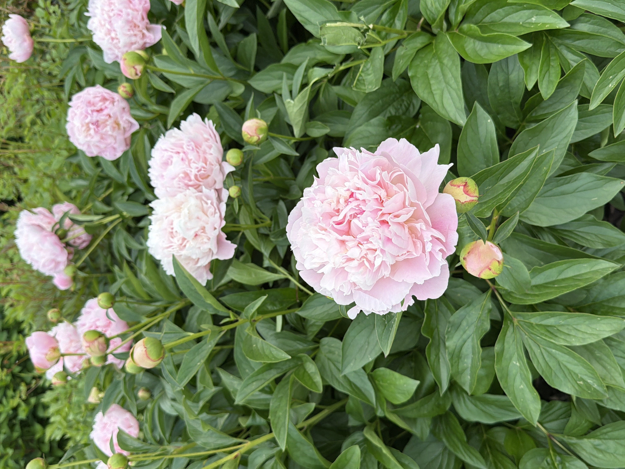 The image depicts a close-up view of a cluster of blooming pink peonies set against a backdrop of lush green foliage. The peonies are the primary subjects, with their delicate, ruffled petals in various stages of fullness. One large, fully open peony is prominently positioned in the foreground, its soft pink hue almost glowing against the darker green leaves. Several other partially opened and fully bloomed peonies are scattered throughout the middle ground, creating a sense of depth and abundance. Numerous unopened buds, also in shades of pink and green, dot the scene, hinting at future blooms. The leaves are a vibrant, deep green, providing a rich contrast to the delicate pink of the flowers. The overall impression is one of natural beauty and the peak of a blooming season.
The context provided about this image being located in the city of Perm, Russia, is not visually verifiable from the image itself. There are no discernible landmarks, architectural features, or any other environmental cues within the photograph that would indicate its specific geographical location in Perm or any other city. The scene is purely botanical, showcasing a garden or natural setting with peonies.