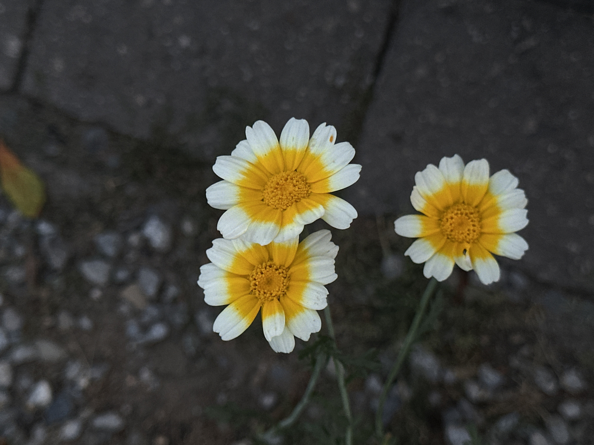 Three daisy-like flowers with white petals and yellow centers are arranged in a vertical line on a dark, textured surface. The top two flowers are close together, while the bottom flower is positioned below them. The background is out of focus, showing a mix of small stones and a darker, paved area, possibly a sidewalk or path. There are no people or animals visible in the image. The lighting is dim, suggesting it might be overcast or taken in the evening. The flowers appear to be growing in a natural setting within an urban environment, consistent with a park or garden area in Krefeld, Germany.