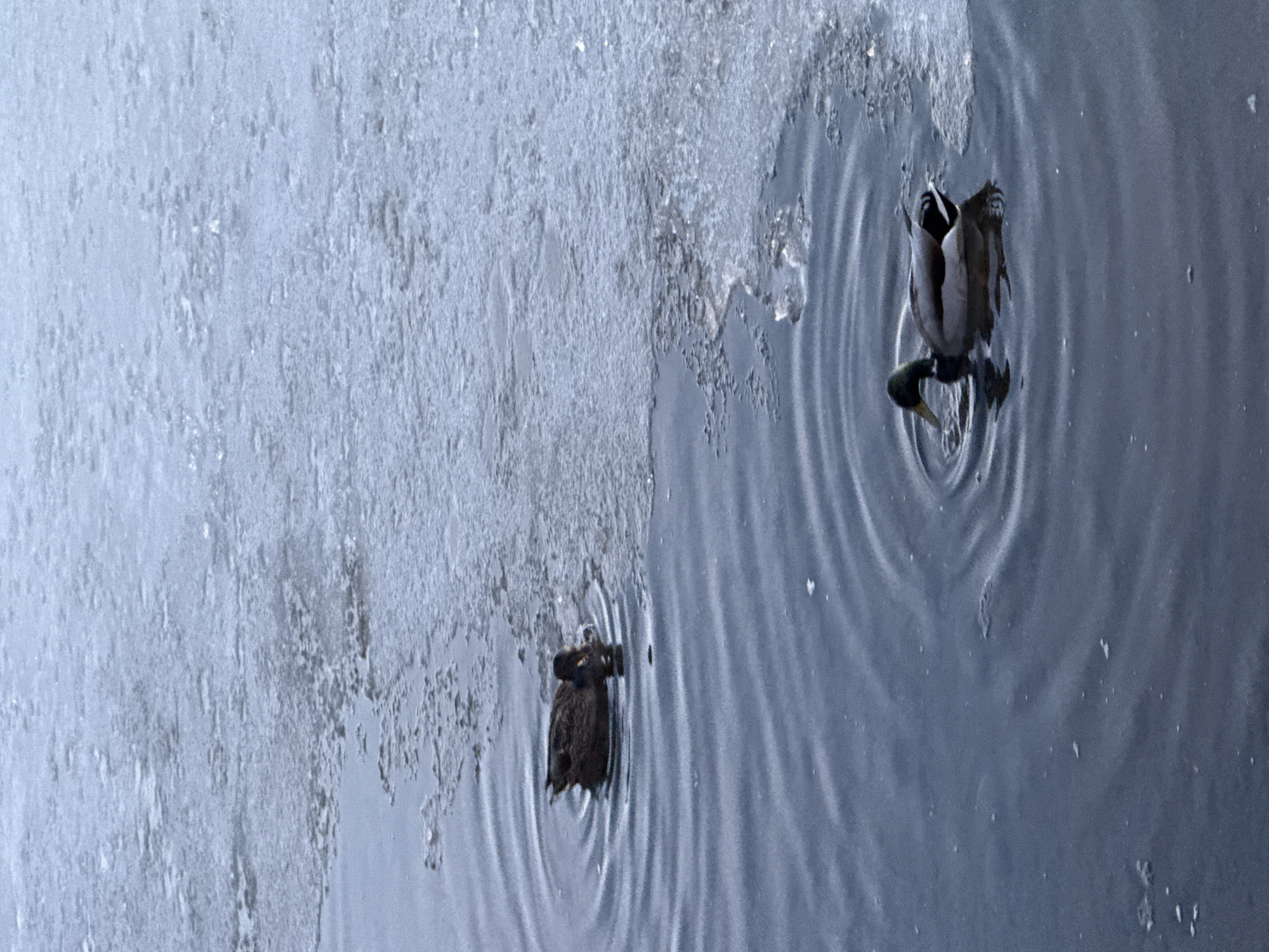 The image depicts two ducks swimming in a body of water, likely a lake or pond, adjacent to a large expanse of ice. The ice occupies the left side of the frame, showing a mix of solid and melting sections. The water surface is rippled from the ducks' movement, creating concentric circles around each bird. One duck, positioned further from the ice, shows a visible green head, suggesting a male mallard. The location is likely Votkinsk, Russia, based on the prompt. The scene suggests a cold environment where ice formation is common.