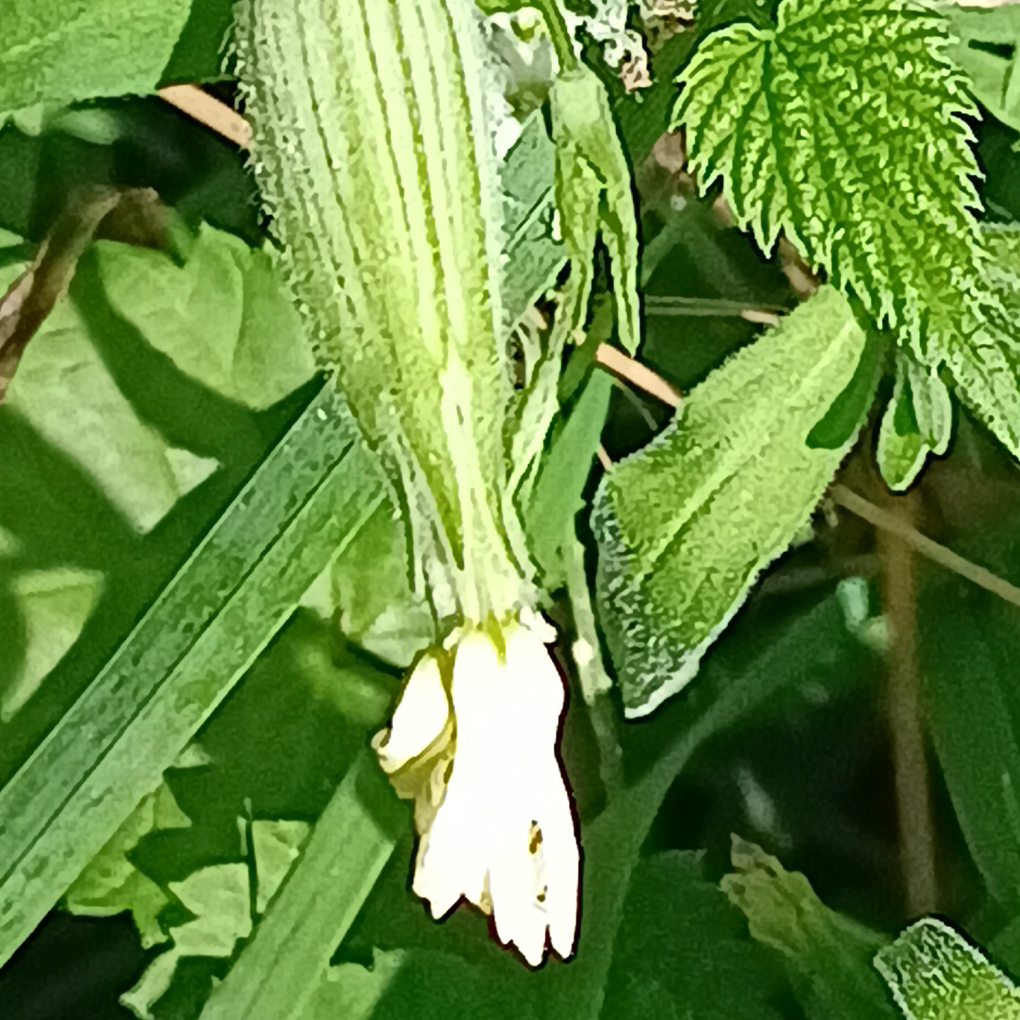 A close-up, eye-level photograph captures a white, bell-shaped flower hanging from a plant stem, surrounded by lush green foliage. The flower appears delicate with some brown speckles on its petals. The plant's stem is long and ribbed, covered in fine hairs. The background is filled with various green leaves and stems, some of which have serrated edges. The lighting suggests an outdoor setting, possibly during daytime, with shadows indicating the presence of sunlight. The photograph was taken in Novinki, Russia.