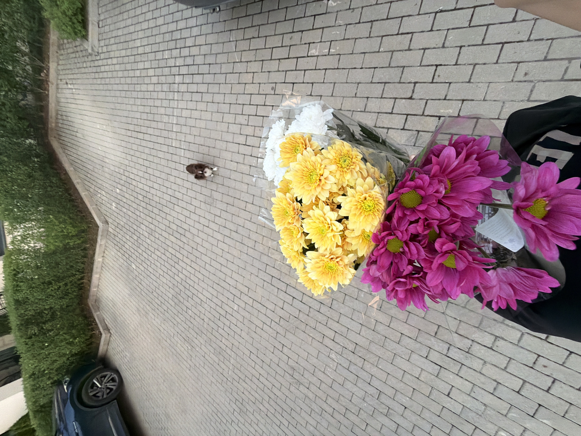 The image shows a bouquet of pink and yellow chrysanthemums and white flowers. The flowers are wrapped in clear plastic. A person is partially visible on the right, wearing a black hoodie. The flowers are laid out on a paved surface that appears to be a walkway or patio made of light-colored rectangular bricks. To the left of the flowers is a strip of green hedge and a dark blue car. In the background, a small dog with brown and white markings is walking on the brick surface. The scene is outdoors, and the lighting suggests it is daytime. There is no visible text in the image. The location context suggests this might be in Germany or Bulgaria.