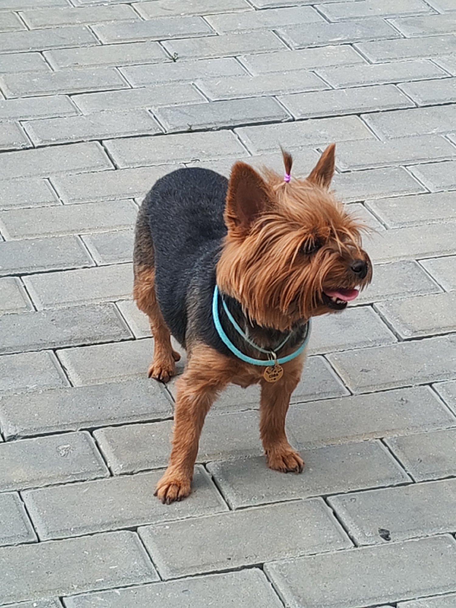 A small, fluffy Yorkshire Terrier dog stands on a paved walkway. The dog has a dark gray coat on its back and sides, with reddish-brown fur on its head, legs, and tail. Its ears are pointed, and a small pink hair tie is visible in the fur on top of its head. The dog is wearing a blue collar with a round gold pendant attached. The walkway is made of rectangular gray paving stones arranged in a running bond pattern. The environment appears to be outdoors, possibly in a park or residential area, but the specific location in Kurgan, Russia, cannot be determined from the image alone. The dog is facing to the right of the frame, with its tongue slightly out. The lighting suggests it is daytime.