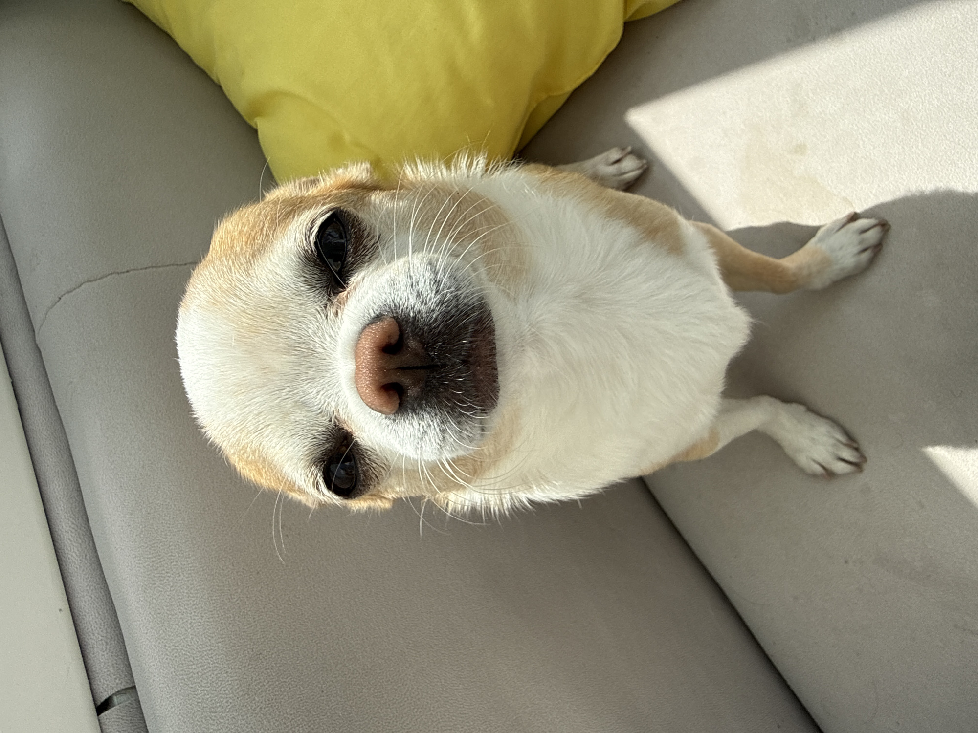 A close-up, slightly off-kilter, top-down shot shows a tan and white chihuahua lying on a light grey couch next to a yellow pillow. The dog is facing the camera, its head taking up a large portion of the frame. The dog's nose is pink and centered, with dark eyes. The dog's front paws are splayed out on the couch next to its body. The background is blurred, focusing attention on the dog. The lighting is bright, with visible shadows cast on the couch. The location is not specified.