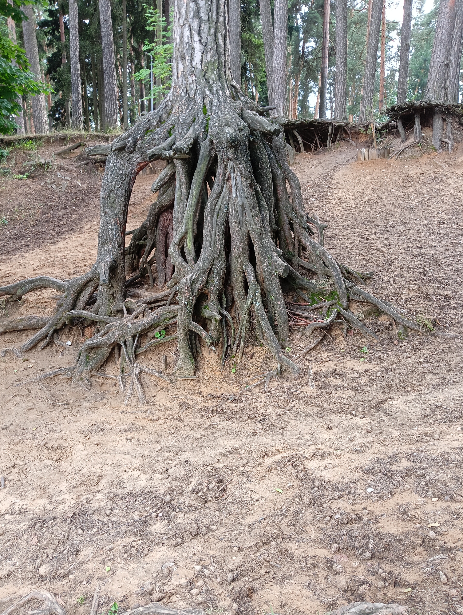 A medium shot shows the exposed root system of a large tree in a sandy forest clearing. The tree's trunk, partially visible at the top of the frame, has thick, gnarled roots that spread outwards across the sandy ground. Some roots arch upwards, creating natural openings. The ground is covered in light brown sand, scattered with pine cones and dry leaves. In the background, a dense forest of tall pine trees is visible, with a slight incline in the terrain. The lighting suggests an overcast day. There are no people or animals in the image. The scene is likely located in the city of Kratovo, Russia, known for its pine forests and dacha settlements.