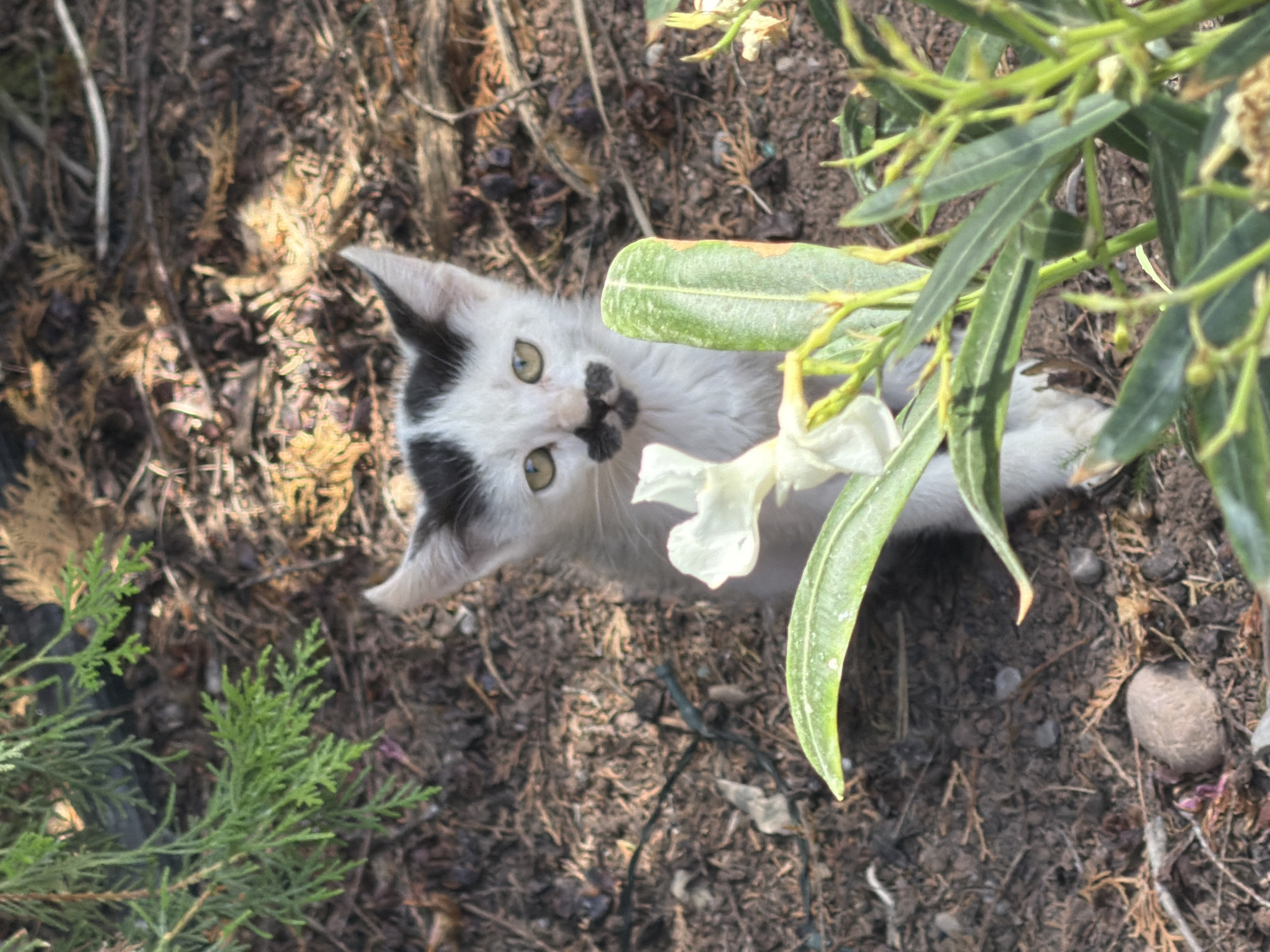 A white kitten with black markings on its face, resembling a mustache, sits on the ground surrounded by dry leaves and soil. Green foliage, including a white flower and broad leaves, partially obscures the kitten. The kitten's eyes are open and looking forward. The scene appears to be outdoors, in what could be a garden or wooded area.