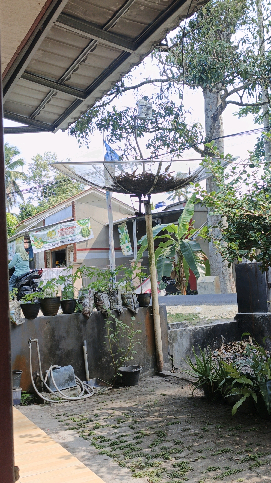 The image depicts an outdoor scene in Cintaratu, Indonesia, likely a residential area or a small business. In the foreground, a paved patio area with interlocking bricks and low-lying greenery is visible. To the left, a portion of a building's exterior with light-colored walls and wooden trim is present. A blue water bucket, a hose, and a shovel are located on the ground against a concrete wall. Several potted plants, some in plastic bags, are lined up on top of this wall.
In the mid-ground, a satellite dish is mounted on a pole, positioned in front of a modest-sized house. The house has a beige facade with a red and white striped band. A banner with text and images, possibly advertising agricultural products or services, is hung on the front of the house. A person wearing a light blue headscarf is seen riding a black motorcycle, approaching the house from the left. A banana tree is growing to the right of the house, with large, green leaves.
The background shows more trees and vegetation, typical of a tropical environment. The sky is bright, indicating it is daytime. The overall impression is a view from a porch or overhang, looking out onto a street or yard with a mix of natural and man-made elements.