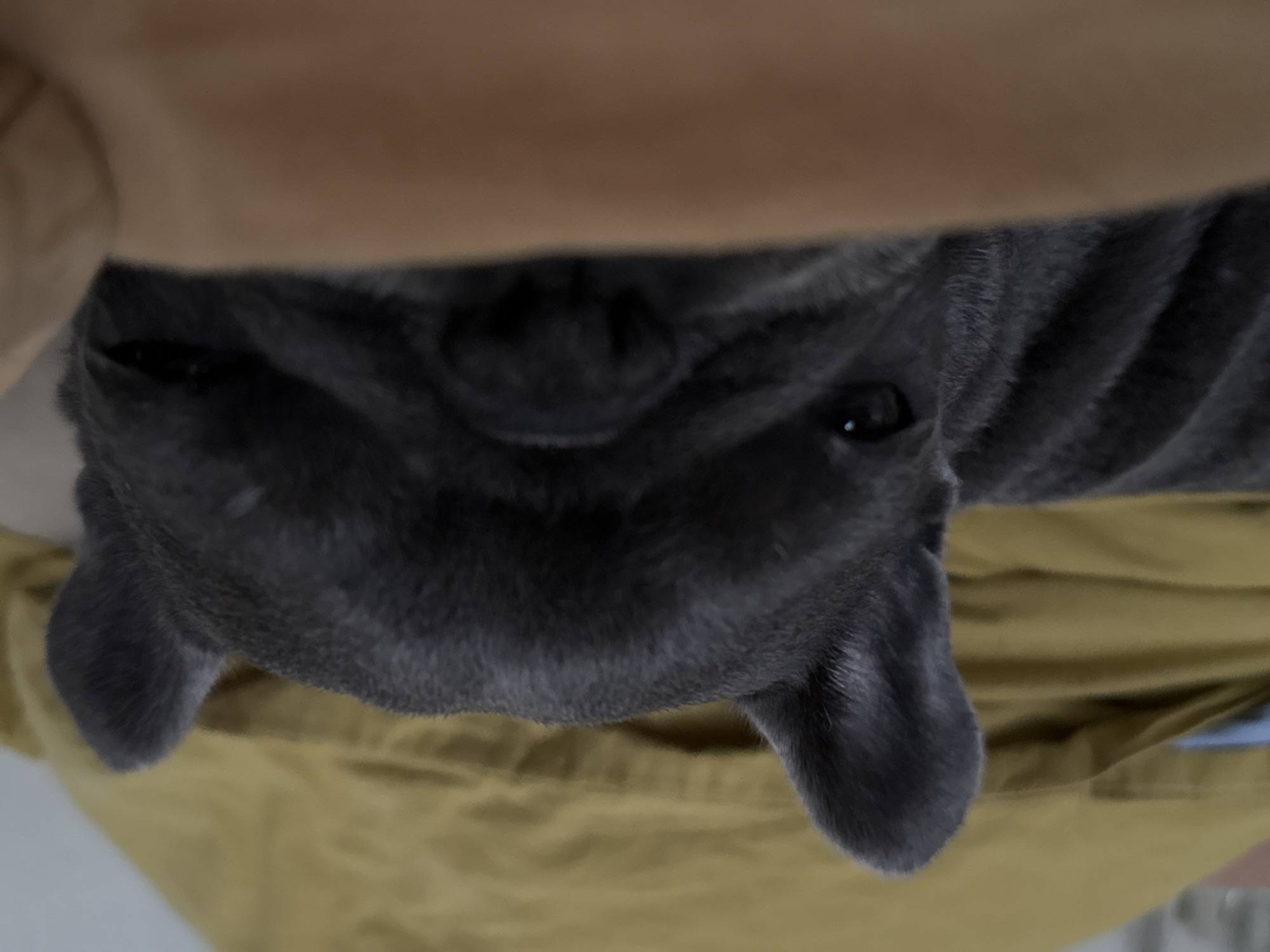 The image is a close-up, eye-level, low-angle shot of a French bulldog's face. The dog is dark gray with large, erect ears. Its eyes are partially closed, and its snout is short and wrinkled. The dog is lying down on what appears to be a soft surface, possibly a bed or sofa, covered with a mustard-yellow fabric. A portion of a brown object, likely an arm or blanket, is in the foreground, obscuring the lower part of the dog's face. The background is out of focus, but the yellow fabric is visible. There are no people or other animals present in the frame. The image does not provide any information about the location in the city of Bad Sachsa, Germany.