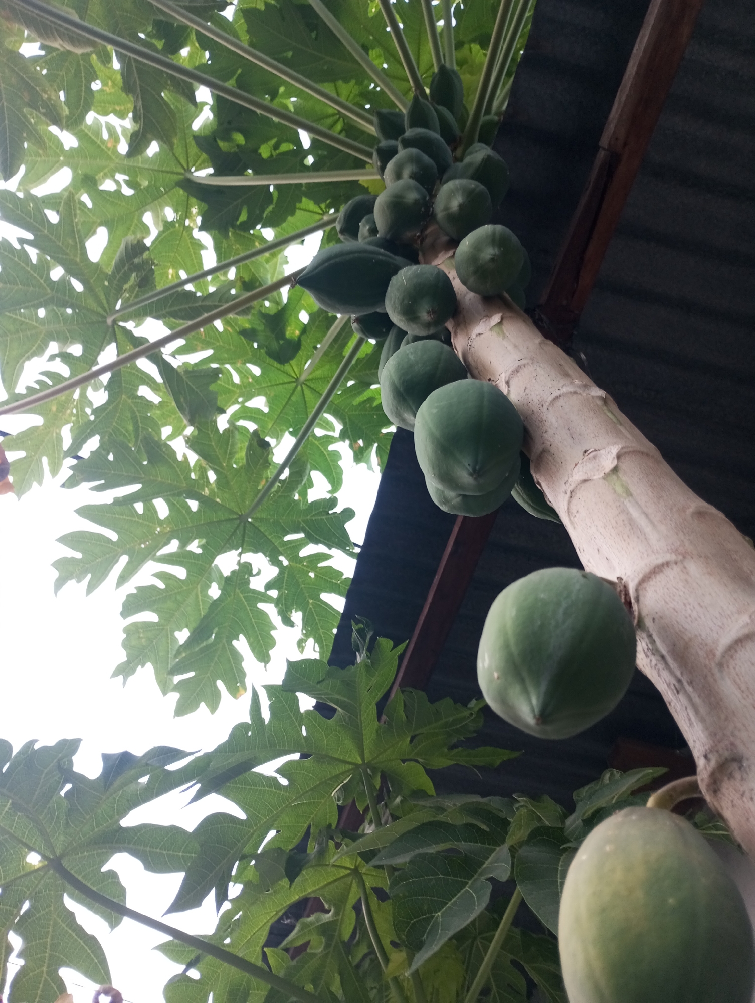 The image shows a papaya tree with several green papayas growing on it. The tree trunk is thick and light brown, with visible rings indicating growth stages. Large, green, lobed leaves of the papaya tree are spread throughout the frame, some silhouetted against a bright, overcast sky. A corrugated metal roof and a wooden beam are visible in the background, suggesting the tree is located near a structure. The perspective is from below, looking up at the tree and its fruit. The scene is set in Awang-awang, Indonesia.