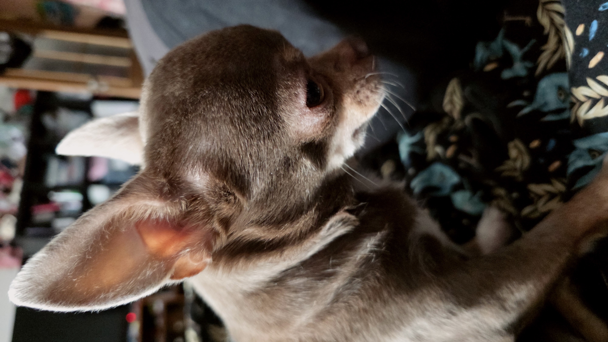 A close-up image shows a brown Chihuahua. The dog is facing to the right. The dog's left ear is clearly visible, while the rest of the body is slightly out of focus. The dog is resting on someone's lap, with fabric visible. The background is cluttered. There is no indication of the city of Saint Petersburg, Russia.