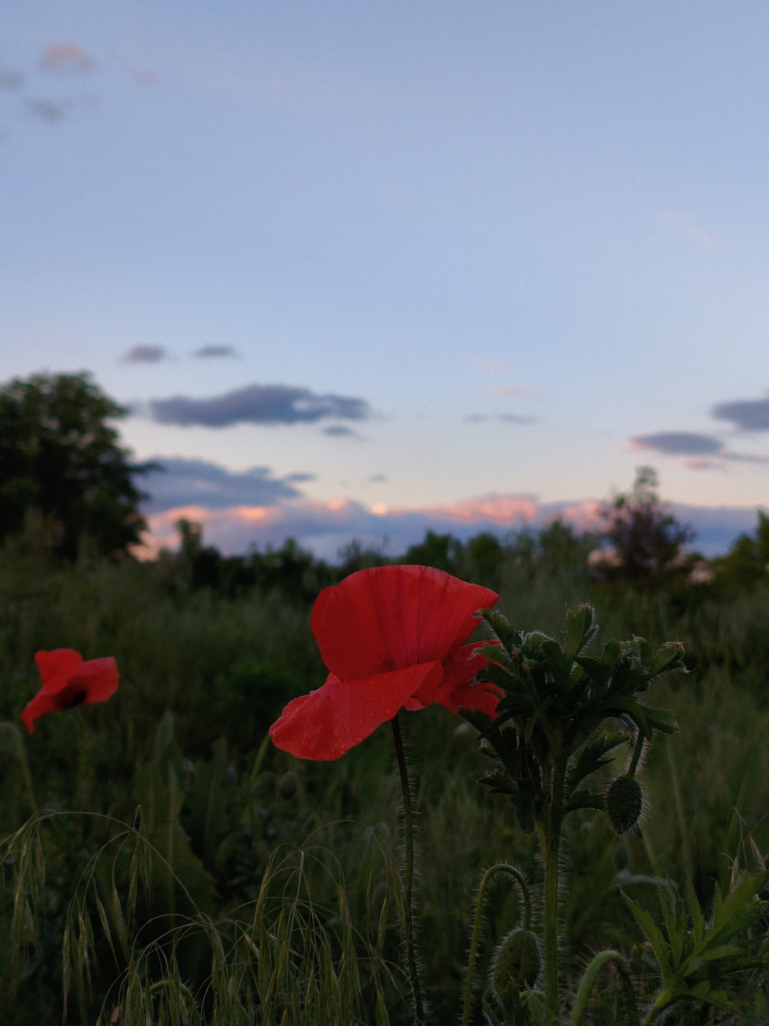 The image depicts a field of tall green grass and weeds with two red poppies in the foreground. One poppy is in full bloom, while the other is partially visible. In the background, there are trees and a sunset sky with clouds. While the prompt requests information about Ustyvytsia, Ukraine, this information can not be determined from the image.