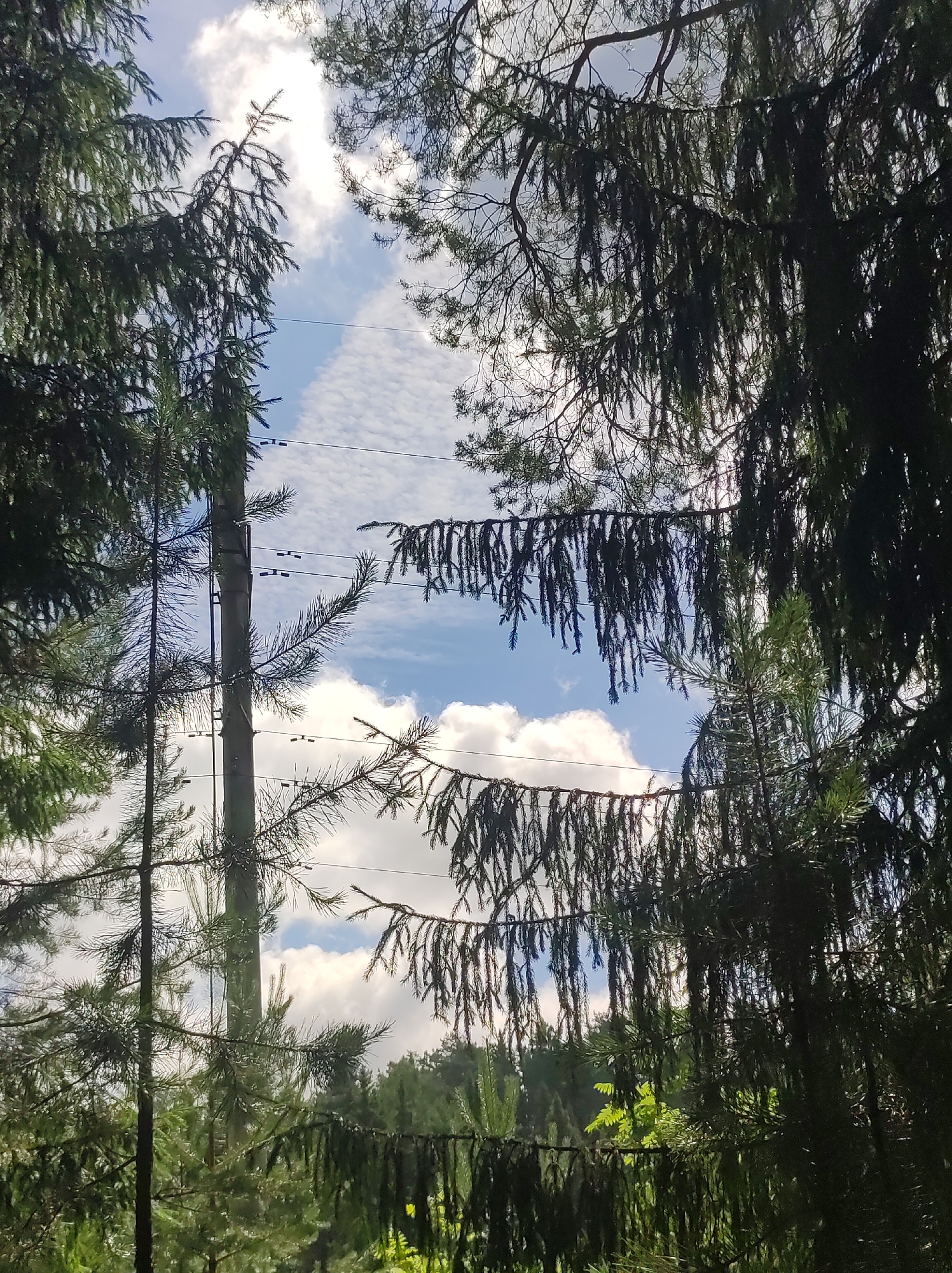 The image depicts a view through dense evergreen trees, likely spruce or fir, looking upwards towards a partly cloudy sky. The foreground is dominated by dark green needles and branches, obscuring much of the sky. A tall, slender utility pole, wrapped in dark material, stands vertically in the middle ground, with horizontal wires stretched across it at intervals. These wires appear to be part of an electrical or telecommunication line. The background reveals more trees and a vibrant blue sky with scattered white, wispy clouds. The overall impression is one of a forest or wooded area with man-made infrastructure intruding upon the natural landscape. Given the provided information, this scene is located in the city of Fokino, Russia.