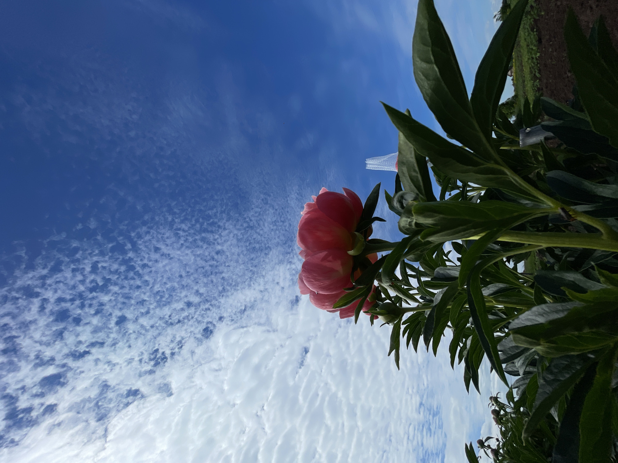 The image captures a low-angle view of a field of flowering plants under a partly cloudy blue sky in the city of Unknown, Unknown. A large, vibrant pink peony flower, partially open, dominates the lower-middle section, emerging from a dense cluster of dark green foliage. Multiple other peony buds and leaves are visible on the plant and in the blurred foreground and midground to the left. The sky comprises dense, horizontal white clouds on the left, transitioning to a clear, deep blue with scattered, wispy white clouds on the right. In the upper right quadrant, against the blue sky, a translucent white mesh object, possibly conical with red accents, is visible. The lower portion of the image reveals cultivated earth, with further plants extending into the distance on the left and tilled soil towards the right, suggesting an agricultural setting.