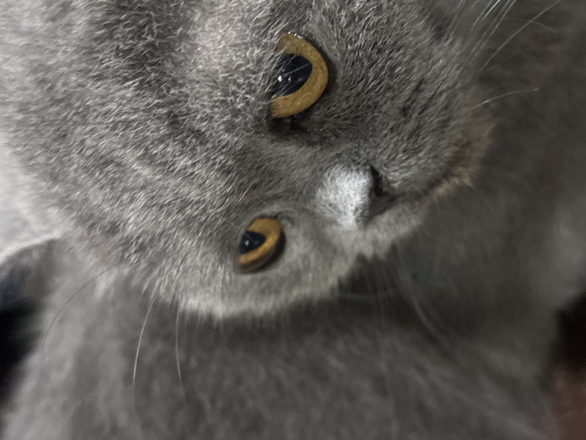 This is a close-up, low-angle shot of a grey cat's face. The cat's fur is short and appears soft. Two of the cat's eyes are visible, both with yellow irises and dark pupils. The pupils are dilated, suggesting the lighting might be dim or the cat is in a relaxed or attentive state. The cat's nose and mouth are also visible, with a small pinkish nose and some fine whiskers. The background is out of focus and appears to be a darker shade of grey or black, possibly indicating the cat is indoors. The image is tightly cropped, focusing entirely on the feline's facial features. No text is visible. The time of day, weather, and exact location are not discernible from the image. The overall impression is one of intimacy and focus on the animal's appearance.