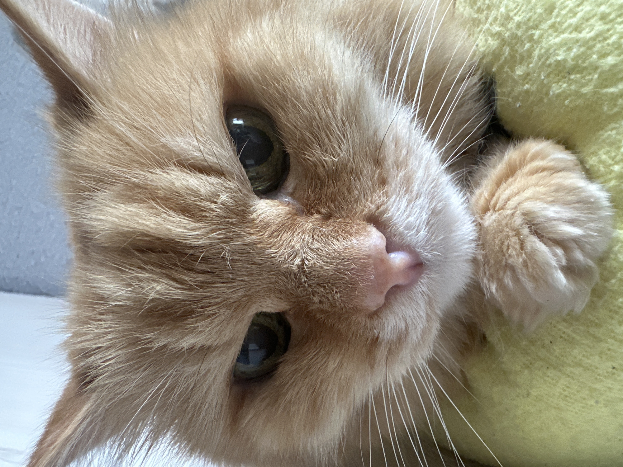 A close-up, diagonal portrait captures an orange and white long-haired cat looking directly at the camera. The cat, likely an adult, has prominent green-gold eyes with dilated pupils, a pink nose, and long white whiskers fanning out from its muzzle. Its fur is soft and fluffy, primarily a warm ginger or orange color, with lighter, almost white fur around its mouth and chest area.
The cat is positioned against two distinct backgrounds. On the left side of the frame, a light, possibly white or very light grey, surface is visible, suggesting a wall or a piece of furniture. On the right side, the cat's paw rests on a textured, yellow or lime-green fabric, which appears to be a blanket, cushion, or bed. The lighting is bright and even, highlighting the texture of the cat's fur and the fabric.
The cat's expression is one of calm attentiveness, with its large eyes conveying a sense of curiosity or engagement with the viewer. There is no specific activity taking place other than the cat resting and observing. The image suggests an indoor setting, possibly within a home in Raevka, Russia. There is no visible text in the image.