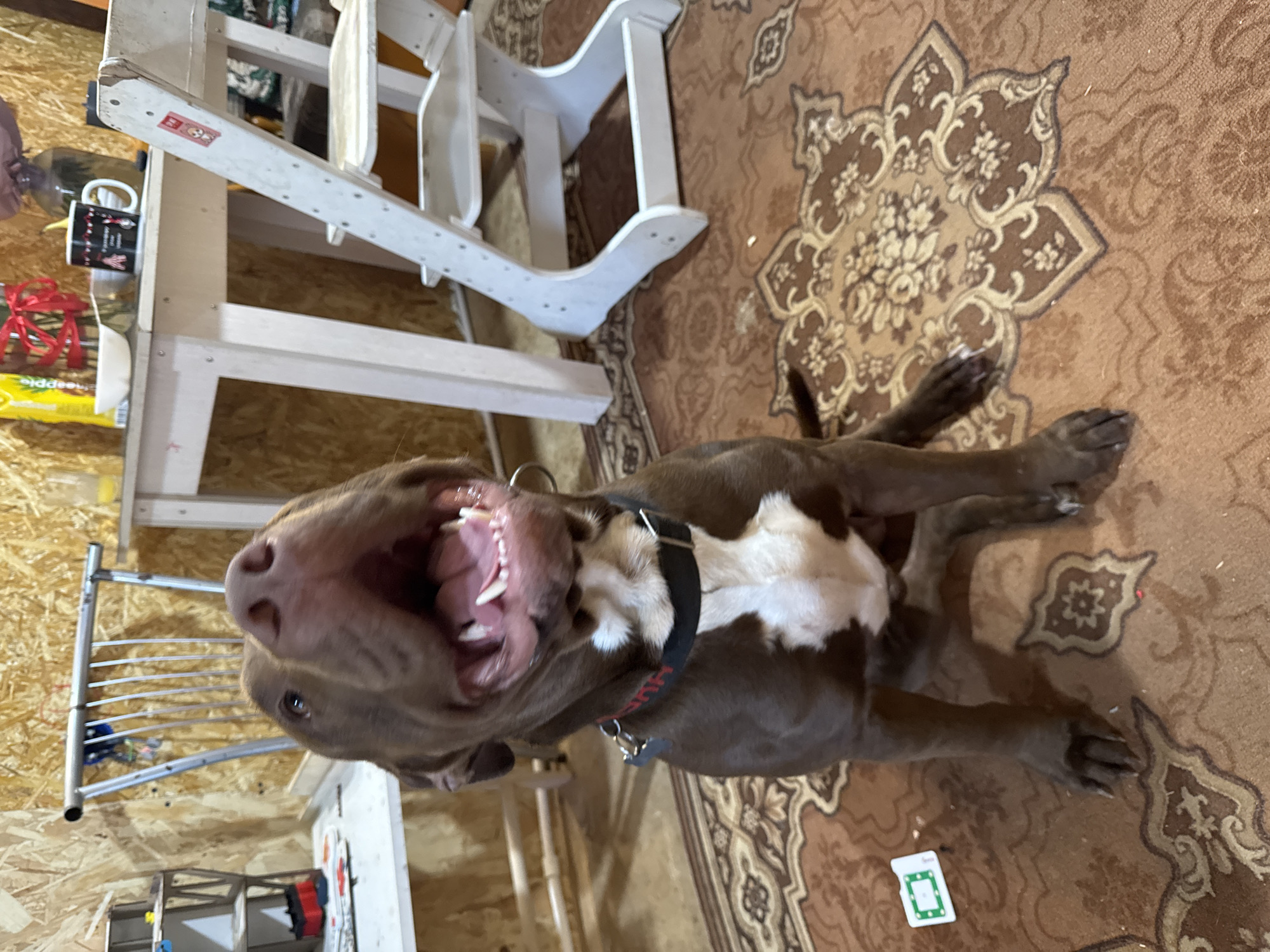 A brown pit bull dog sits on a patterned rug in a room with wooden walls. The dog is panting with its mouth open, showing its teeth and tongue. It wears a black collar with red lettering. In the background, there is a white wooden high chair, a table with various items on it including a mug and a bowl, and a shelving unit. The overall environment appears to be a home interior. The image does not contain any information that would place it in Protasovo, Russia.