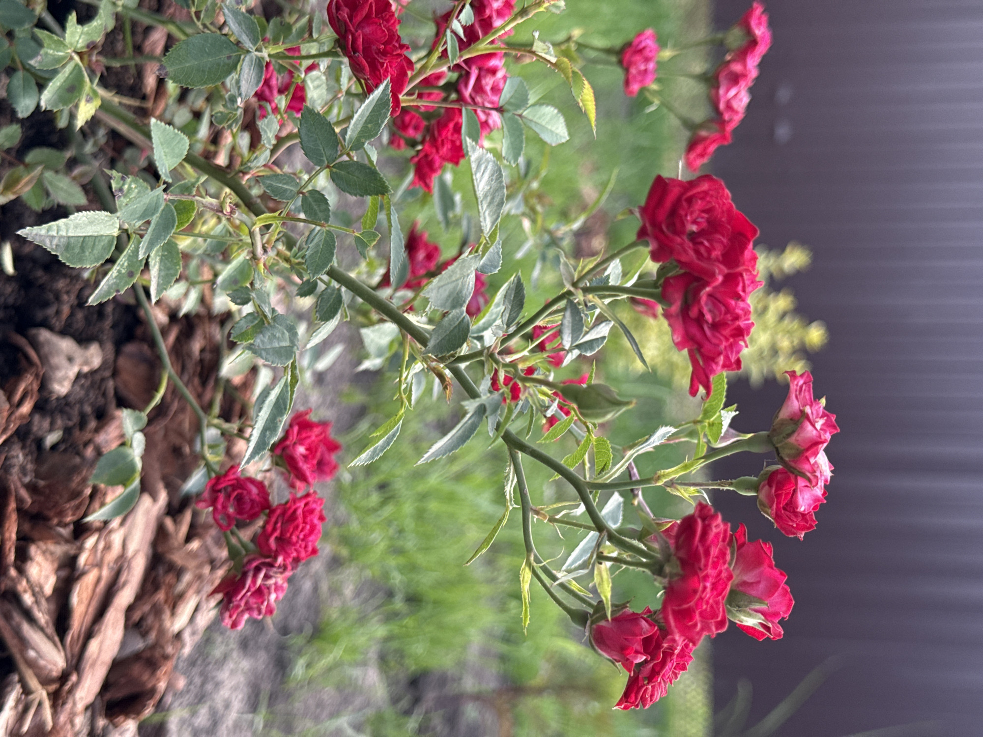 This media file captures a close-up, slightly tilted view of a rose bush in Starokorsunskaya, Russia. The subjects are the numerous red roses and green foliage of the plant. The scene is an outdoor setting, likely a garden or yard, with a blurred background that suggests a grassy area and a dark, possibly wooden or metal, fence or wall. The ground beneath the bush is covered with textured bark mulch.
The roses are the prominent feature, with several blooming in various stages of openness. Some are tightly furled buds, while others are fully bloomed with intricate petal formations. The color of the roses is a rich, deep red. The leaves are green and appear healthy, though some show subtle discoloration or spots, possibly indicating the early stages of disease or natural variation. The stems are thin and green, with small thorns visible on some.
The lighting suggests it might be daytime, possibly late afternoon or early morning due to the soft, diffused light and the general color tones. There is no indication of specific weather conditions, but the overall impression is one of a temperate climate. The focus is entirely on the natural beauty of the rose bush, with no people or other objects in the frame. The mood is serene and natural, highlighting the delicate beauty of the flowers. There is no visible text in the media file.