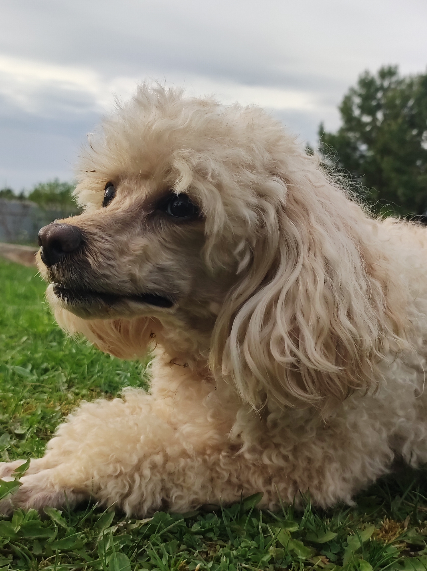 A medium shot captures a cream-colored poodle lying on a patch of green grass. The dog is positioned in the foreground, angled slightly to the left, its head prominently visible. The dog's curly fur is matted in places, with some small debris caught within it. The background consists of a cloudy sky and some green trees, giving the impression of an outdoor setting. The location, Фоки, Russia, cannot be confirmed from visual information.