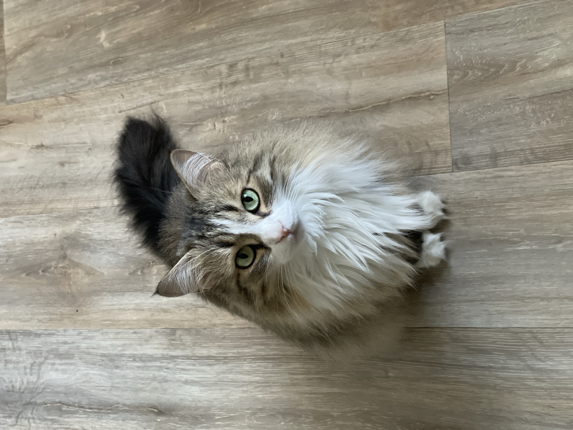 A fluffy cat with green eyes and a black and white tail is sitting on a light brown wooden floor. The cat is looking up towards the camera. The location is unknown and not identified as Izhevsk, Russia.