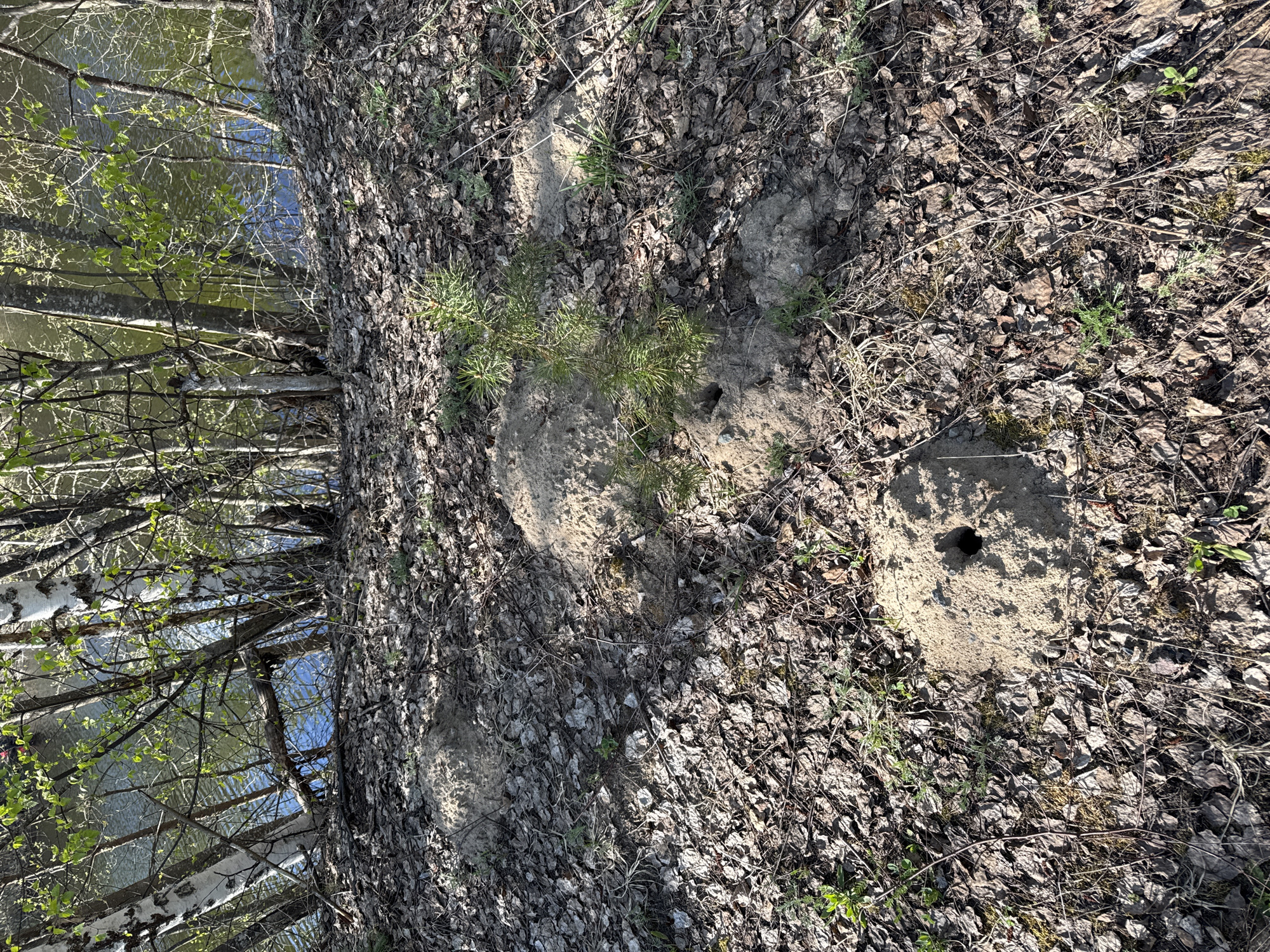 The image shows a patch of ground in Kaduy, Russia, covered in fallen leaves and small plants. A tree trunk is visible on the left side, with water and trees visible behind it. There are three piles of dirt with holes in them.