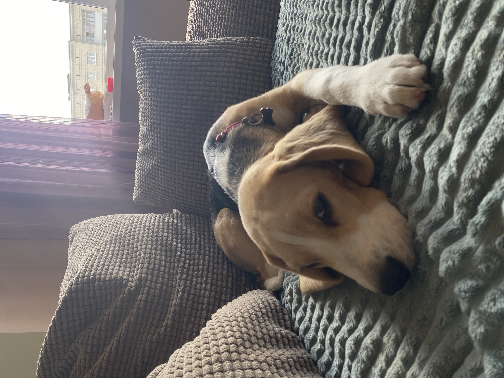 A young Beagle-mix dog rests on a textured grey sofa, its head propped up against a pillow. The dog has light brown and white fur with black markings around its ears and eyes. A red collar with a small, dark dog-shaped tag is visible around its neck. The dog appears relaxed, with its eyes half-closed. The setting is an indoor living space, with a window in the background that offers a view of a building and the sky. The lighting suggests it might be daytime, possibly late afternoon given the soft, diffused light filtering through the window and blinds. The overall mood is calm and peaceful.