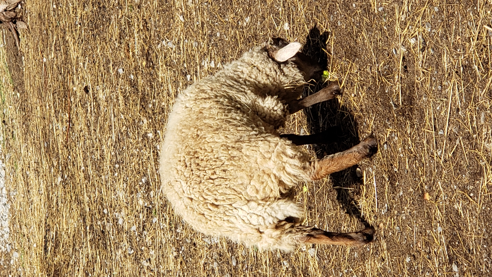 The image shows a sheep grazing on dry straw and dirt. The sheep is light brown and fuzzy, with its head down as it eats. The ground is covered in a layer of dry, golden straw with some scattered pebbles and darker soil. The lighting suggests it is daytime, with shadows cast by the sheep. The image does not contain any information that would allow for the determination of its location in the city of Prešov, Slovakia.