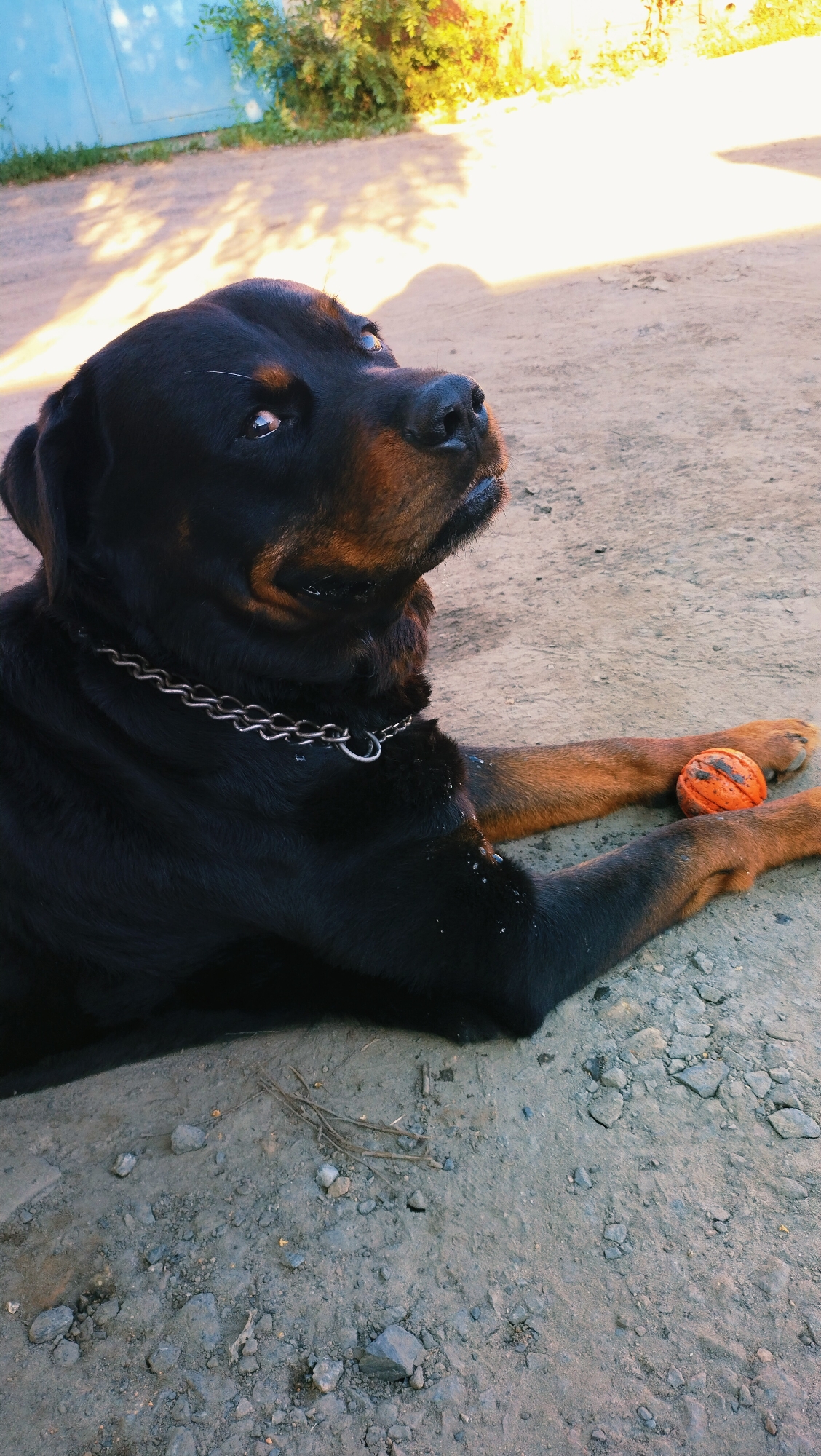 A Rottweiler dog is lying on a dirt ground. The dog has a silver chain around its neck and an orange ball is placed between its front paws. In the background, there is a blue gate and green bushes with yellow flowers. The scene appears to be outdoors, possibly in a yard or a rural area. The lighting suggests it is daytime, with shadows cast on the ground. The image does not provide specific details about the city of Horishni Plavni, Ukraine.