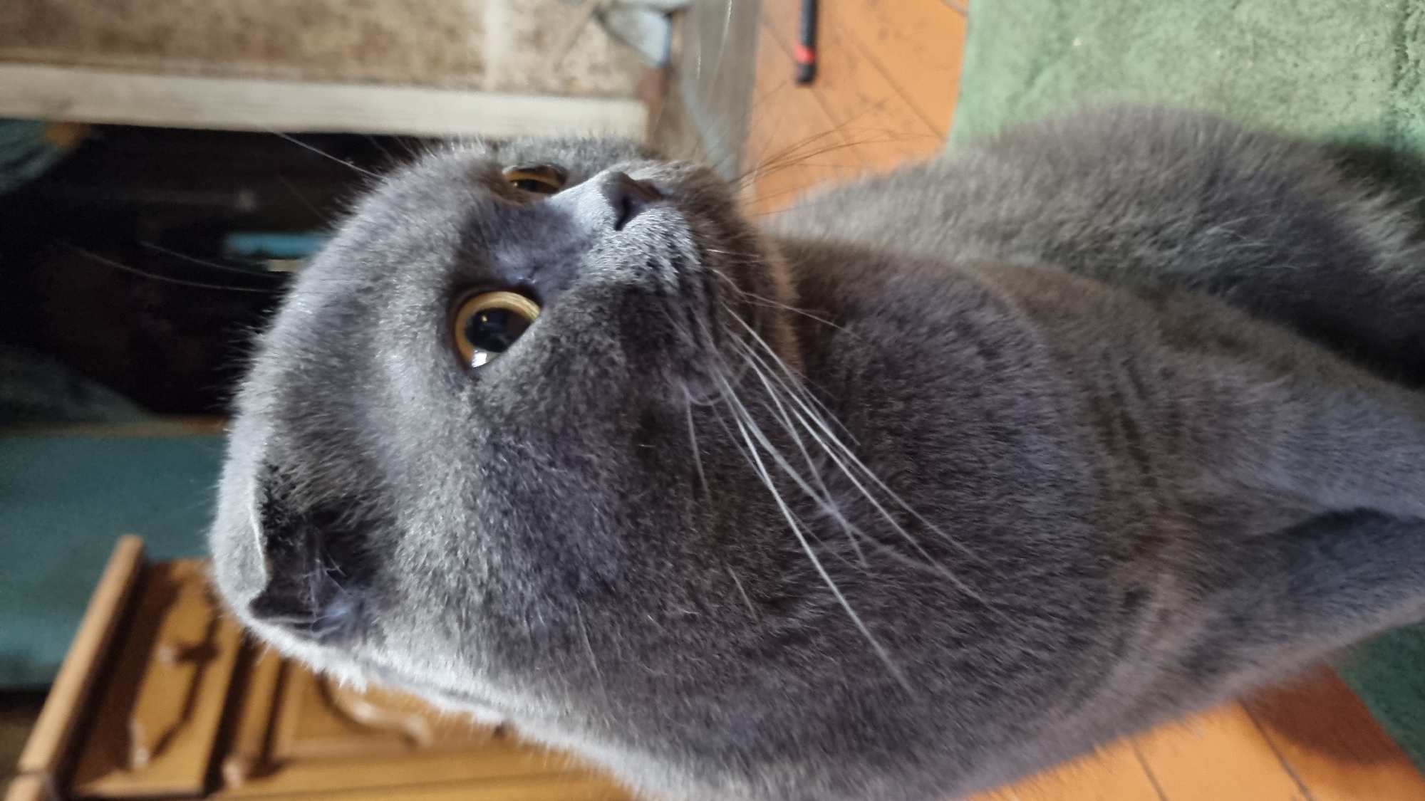 A grey Scottish Fold cat with yellow eyes is sitting on a green mat in a room. The cat is looking to the right. In the background, there is a wooden cabinet. The lighting is dim. The image appears to be taken indoors in a residential setting. The location of Vysokoe, Russia is not determinable from the image.