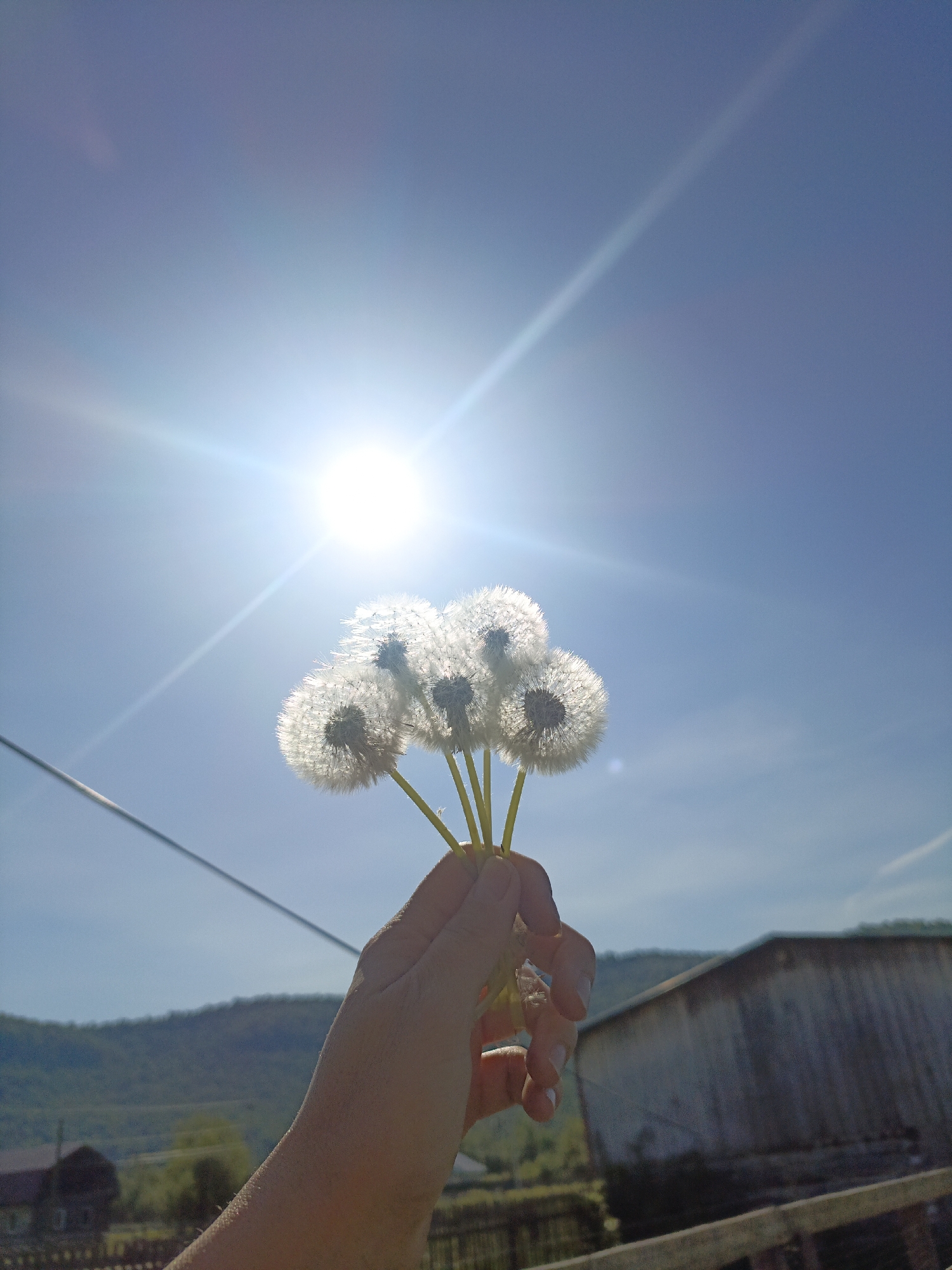 A hand holds a bouquet of dandelions against a bright blue sky with the sun shining, partially obscuring the background. The background consists of a rolling hill, trees, buildings, and a power line. The buildings appear to be located within a rural area, and can be confirmed as located in Gabdyukovo, Russia.