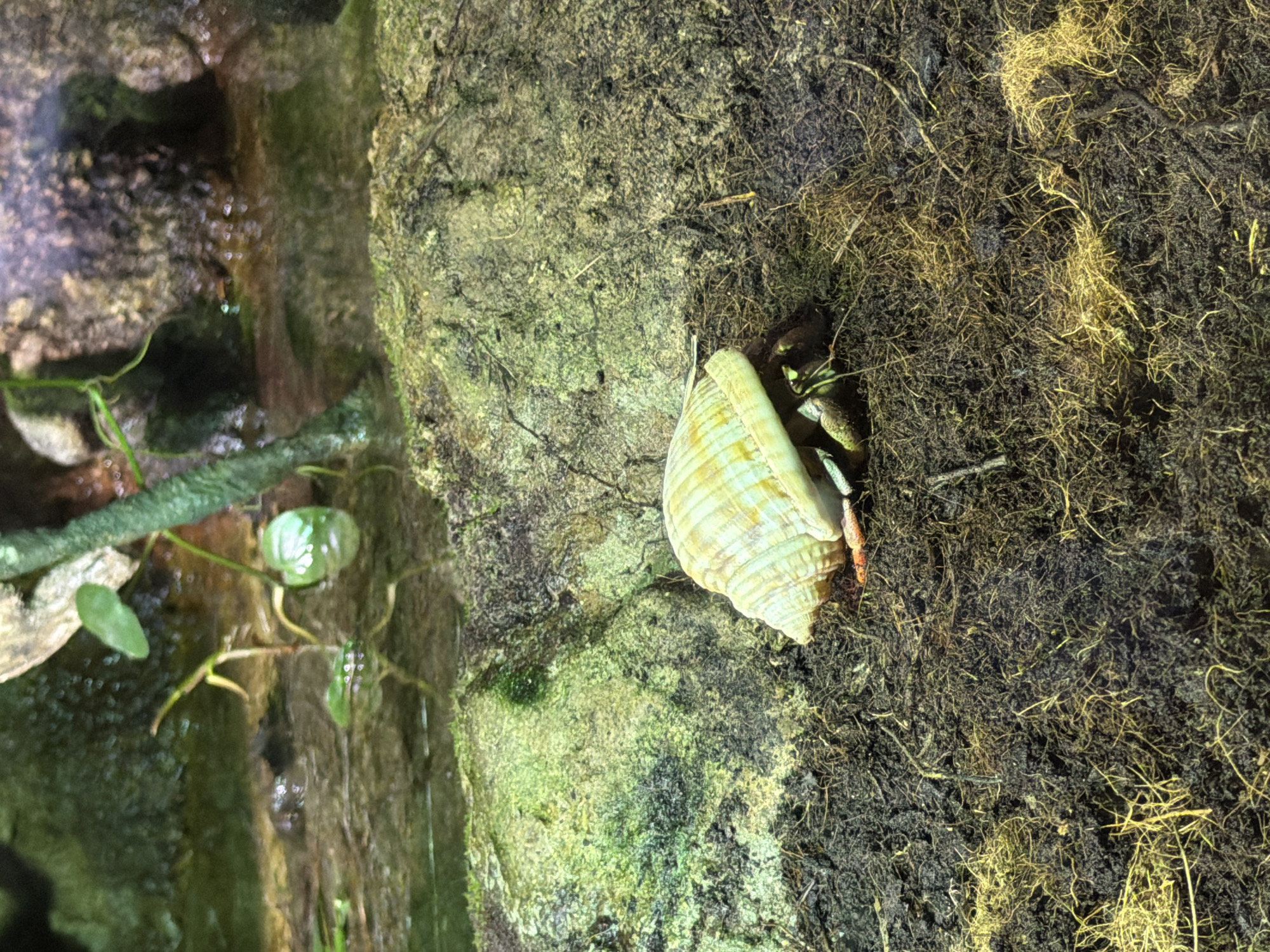 This image, captured in Valencia, Spain, displays a hermit crab partially emerged from a light-colored, spiraled shell with faint yellow and green striations. The crab's visible body is dark brown, and it prominently displays one orange claw. It rests on dark, granular soil densely interwoven with dry, yellowish plant matter. In the background, a large, irregularly shaped rock or log, heavily covered in green moss and algae, forms a bank for a body of shallow, murky water. Several small, broad-leaved green plants grow along the water's edge and within the water itself. A dark, slender branch or root extends vertically into the water from the upper right portion of the frame. The overall environment appears to be a contained habitat, likely an exhibit. No individuals are present.