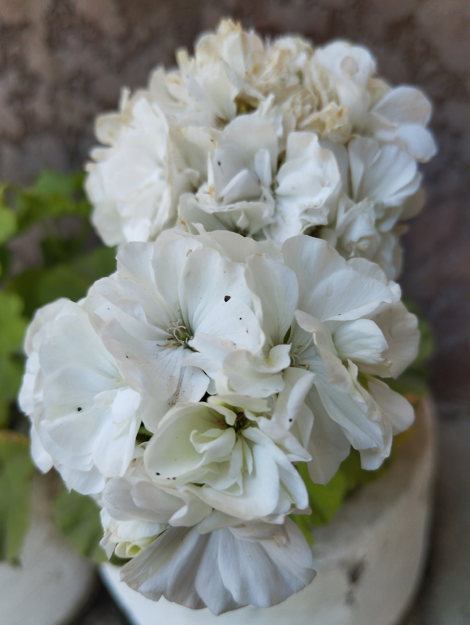 A close-up, top-down, eye-level, medium shot captures a cluster of white geranium flowers in planters. The flowers are arranged in two distinct groups, one above the other, with the upper cluster appearing slightly wilted and aged compared to the lower, fuller cluster. The petals are delicate and layered, with some visible imperfections and dark specks. Green leaves are partially visible behind the flowers. The background is a blurred, textured, brown surface. The planters themselves are light-colored and cylindrical, with one planter partially visible on the right side of the frame. The overall lighting is soft and diffused, creating a gentle illumination of the subject. The image was taken in Iskra, Kyrgyzstan.