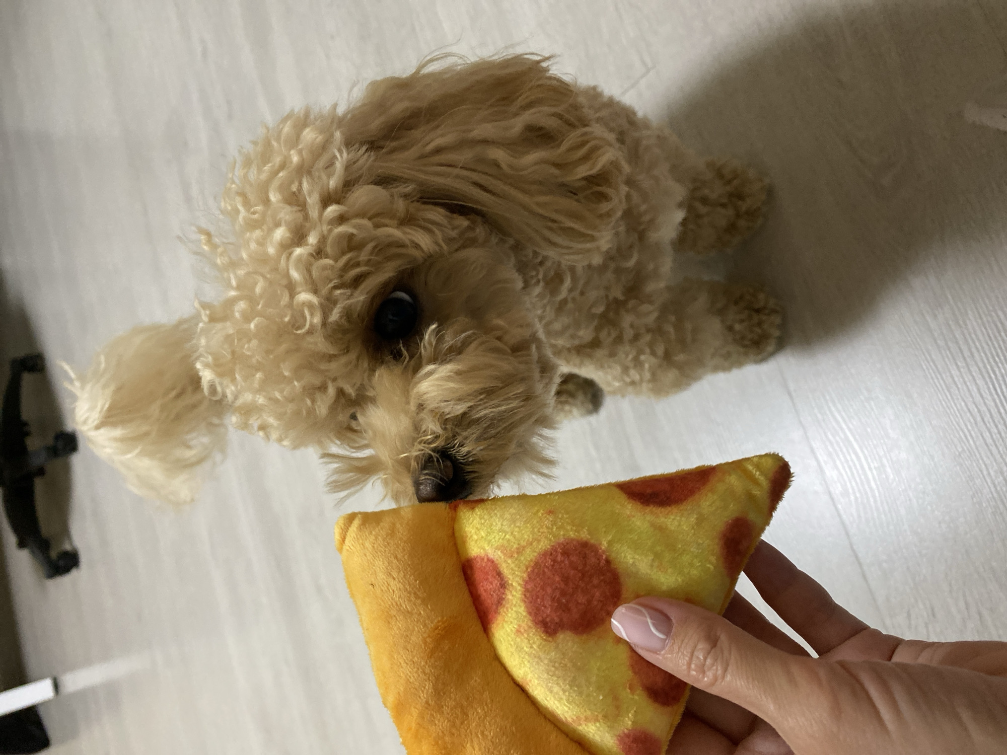 A tan toy poodle is sniffing a stuffed toy pizza slice held by a person's hand. The dog is facing right, with its nose near the toy. The toy pizza is yellow with red circular toppings and an orange crust. The person's hand is visible in the lower left corner, with painted fingernails. The scene takes place indoors, on a light-colored wooden floor. In the blurred background, parts of a chair with wheels are visible. The location is not specified in the image.