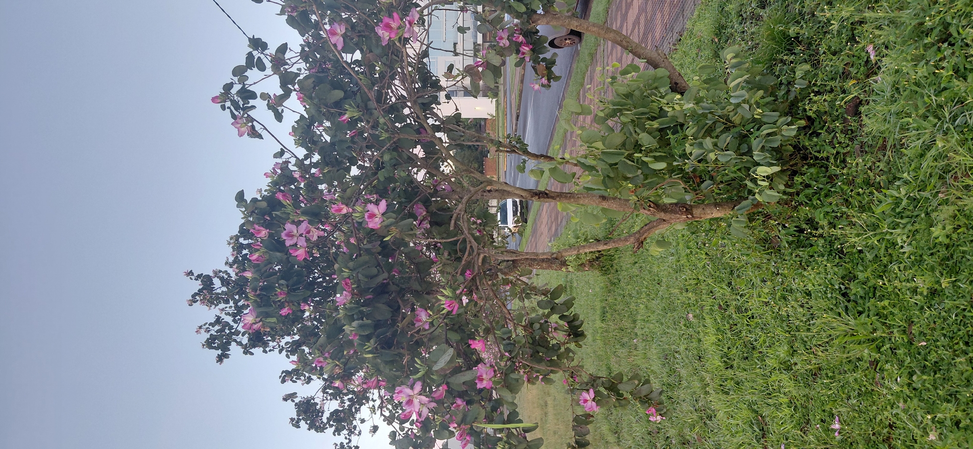 The image depicts a flowering tree with pink blossoms and green leaves in the foreground, situated in a grassy area. Behind the tree, a paved walkway runs alongside a road. A white car is parked on the road, and a building with glass windows is visible in the background. The scene appears to be a public space in the city of Encarnacion, Paraguay, possibly a park or street lined with trees. The sky is clear and pale blue, suggesting it might be early morning or late afternoon. The focus is on the natural elements, with man-made structures present but less prominent.