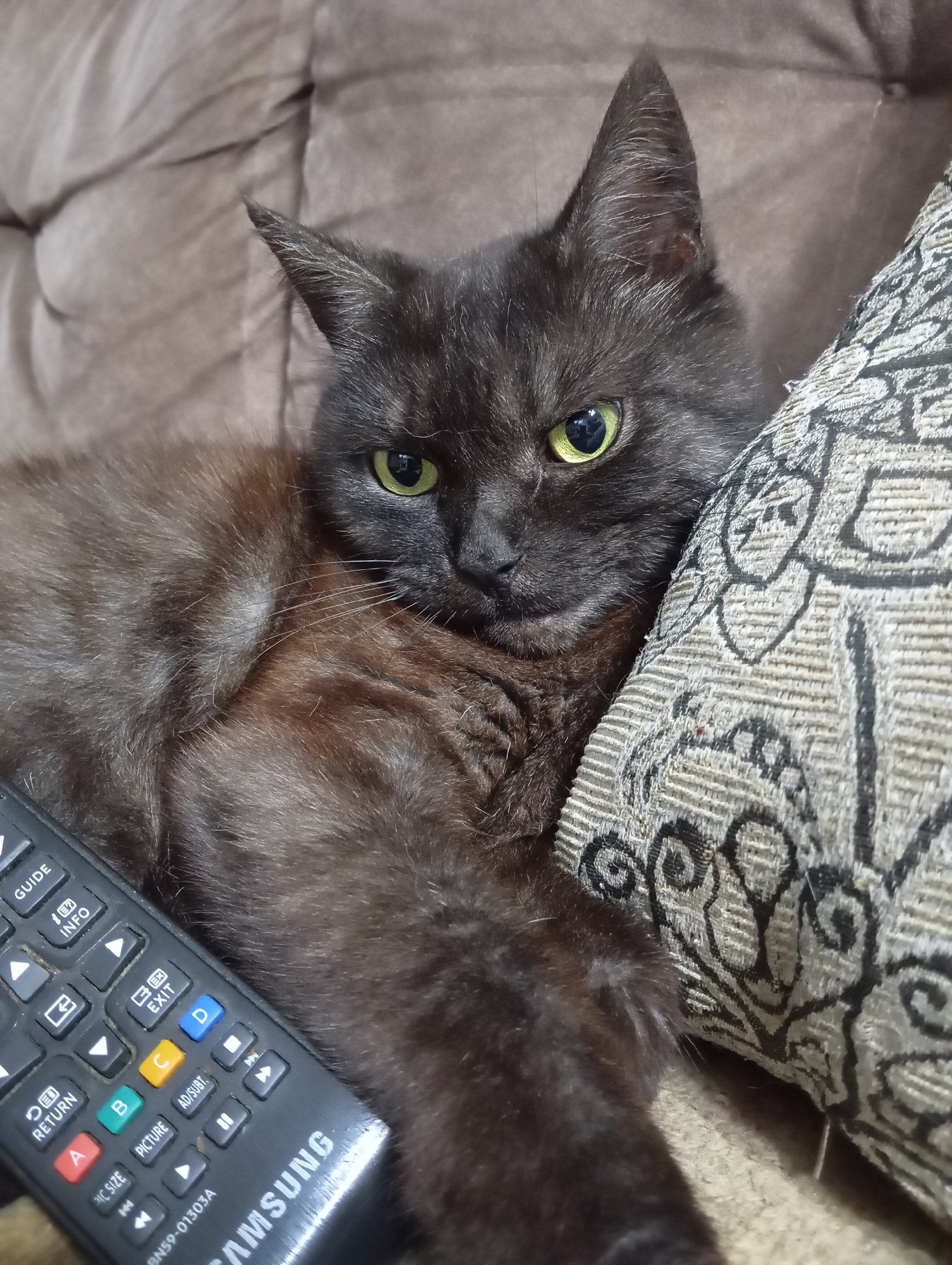 In Orenburg, Russia, a domestic cat with dark, smoky fur and striking green eyes is lounging on a plush, brown sofa. The cat is positioned near a patterned cushion, its body partially resting on it. To the left of the cat, a black Samsung television remote control is visible, with various buttons including "GUIDE," "INFO," "RETURN," "EXIT," "A," "B," "C," "D," "PICTURE," and "AD/SUBT." The lighting suggests it could be daytime or indoor lighting, with no strong indication of the time of day or weather. The overall mood is relaxed and domestic, with the cat appearing comfortable and possibly accustomed to the presence of the remote control.