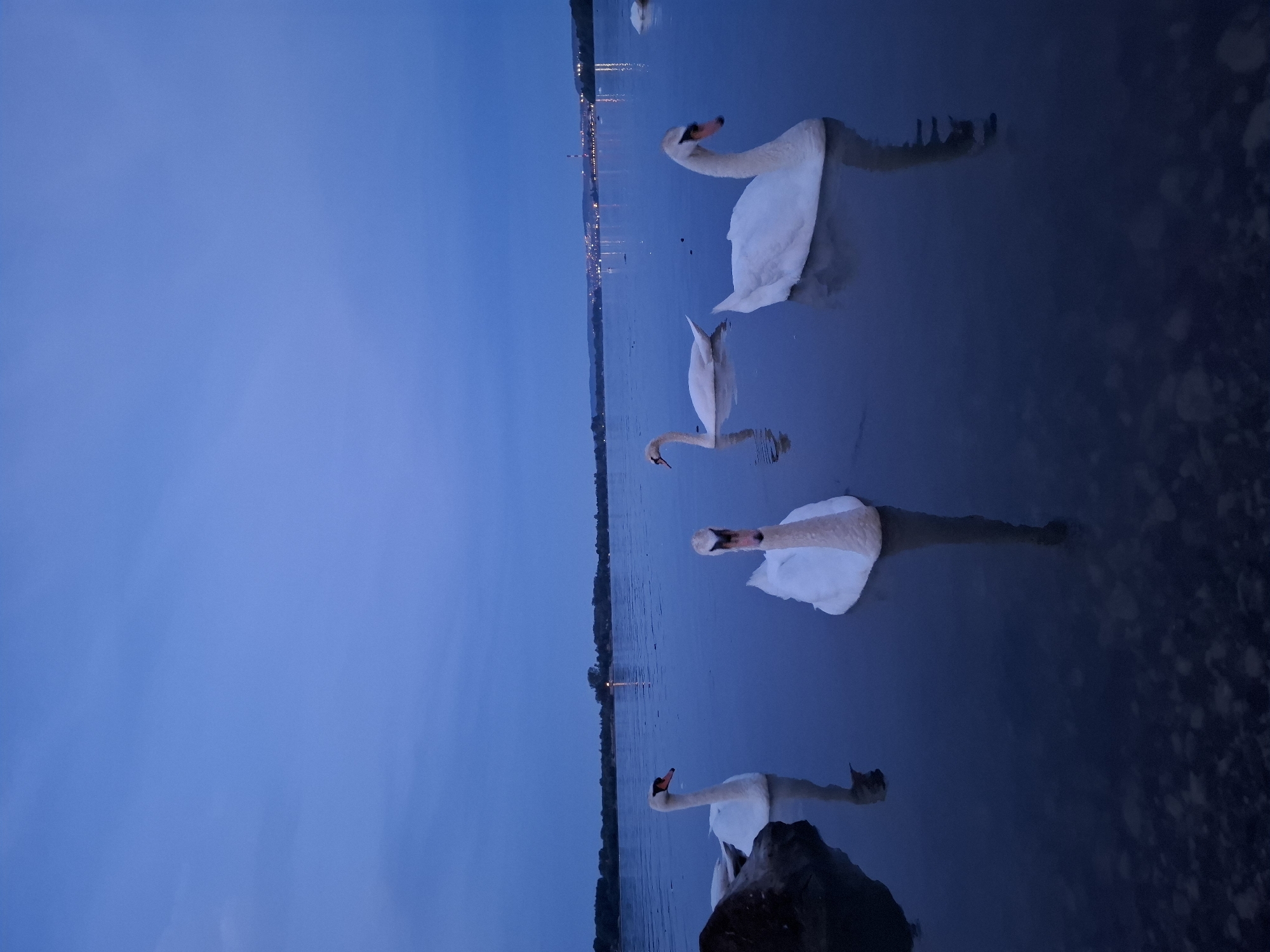 The image displays a twilight scene of the Danube River within the Zemun Urban Municipality, Serbia. Five white mute swans (Cygnus olor) are visible on the dark blue, reflective water. One swan is positioned on the far left, partially obscured by a dark, uneven landmass extending from the riverbank. Two swans are prominent in the central foreground, their white plumage contrasting with the water, with their elongated reflections visible beneath them. Two additional swans are located further into the midground on the right side of the frame. The water surface near the bottom of the image reveals a dark, pebbly riverbed. The sky above is a uniform deep blue, indicative of post-sunset conditions, with subtle cloud formations. In the distant background, a faint silhouette of a landmass or treeline is present on the left. On the right-hand horizon, a series of scattered, artificial lights from an urban area are clearly discernible, suggesting the proximity of a city like Belgrade or another developed part of Zemun. No human figures or direct interactions between the swans are visible.