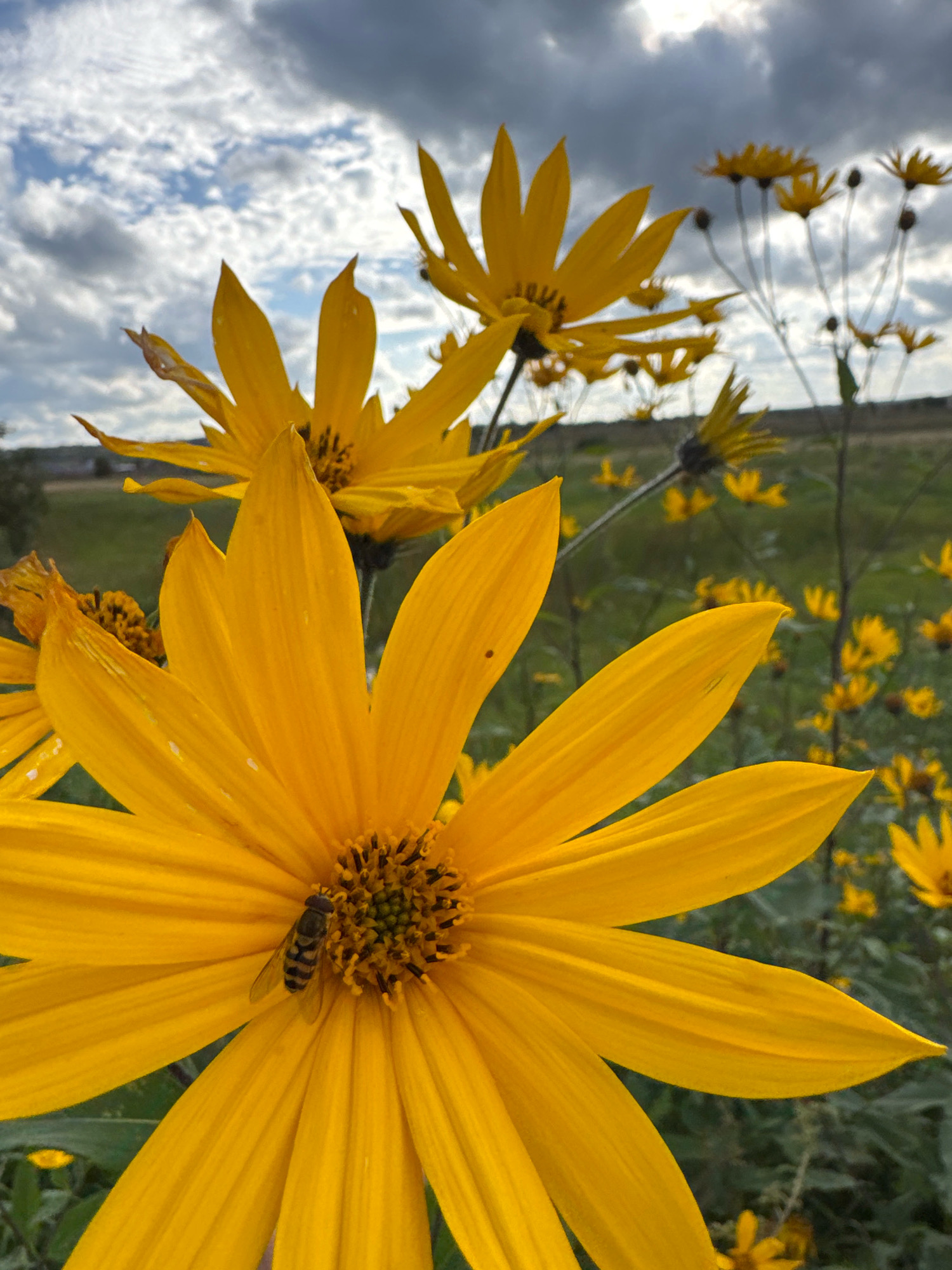 This image, taken in the city of Oliki, Russia, is a close-up, low-angle shot of yellow flowers under a cloudy sky. In the foreground, a large yellow flower with many petals is in sharp focus. A small hoverfly with black and yellow stripes is visible on the center of this flower, appearing to feed. To the left and behind this flower, another yellow flower of similar type is partially visible, out of focus. In the background, numerous other yellow flowers on thin stalks stretch into the distance, interspersed with green foliage. The sky above is filled with dramatic, dark grey clouds with patches of brighter sky breaking through. The overall scene depicts a natural outdoor environment, likely a field or meadow.