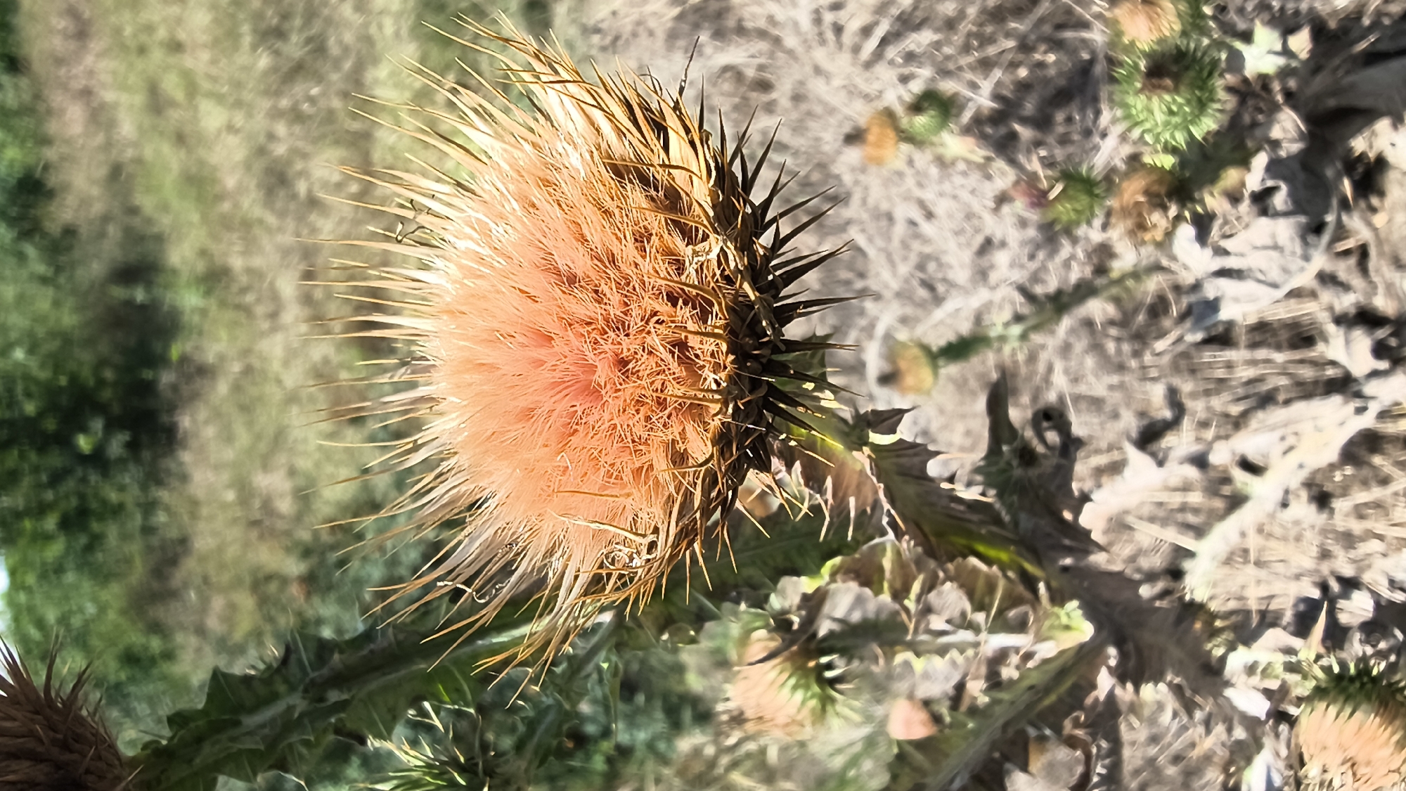 The image displays a close-up of a dried thistle flower, predominantly orange in color, with sharp, spiky petals and a fluffy center. The thistle is in focus, with its thorny stem and leaves visible. In the background, the environment is dry and natural, with sparse vegetation and dry grasses. The lighting suggests a sunny day. The location is identified as Mikhaylovka, Russia.