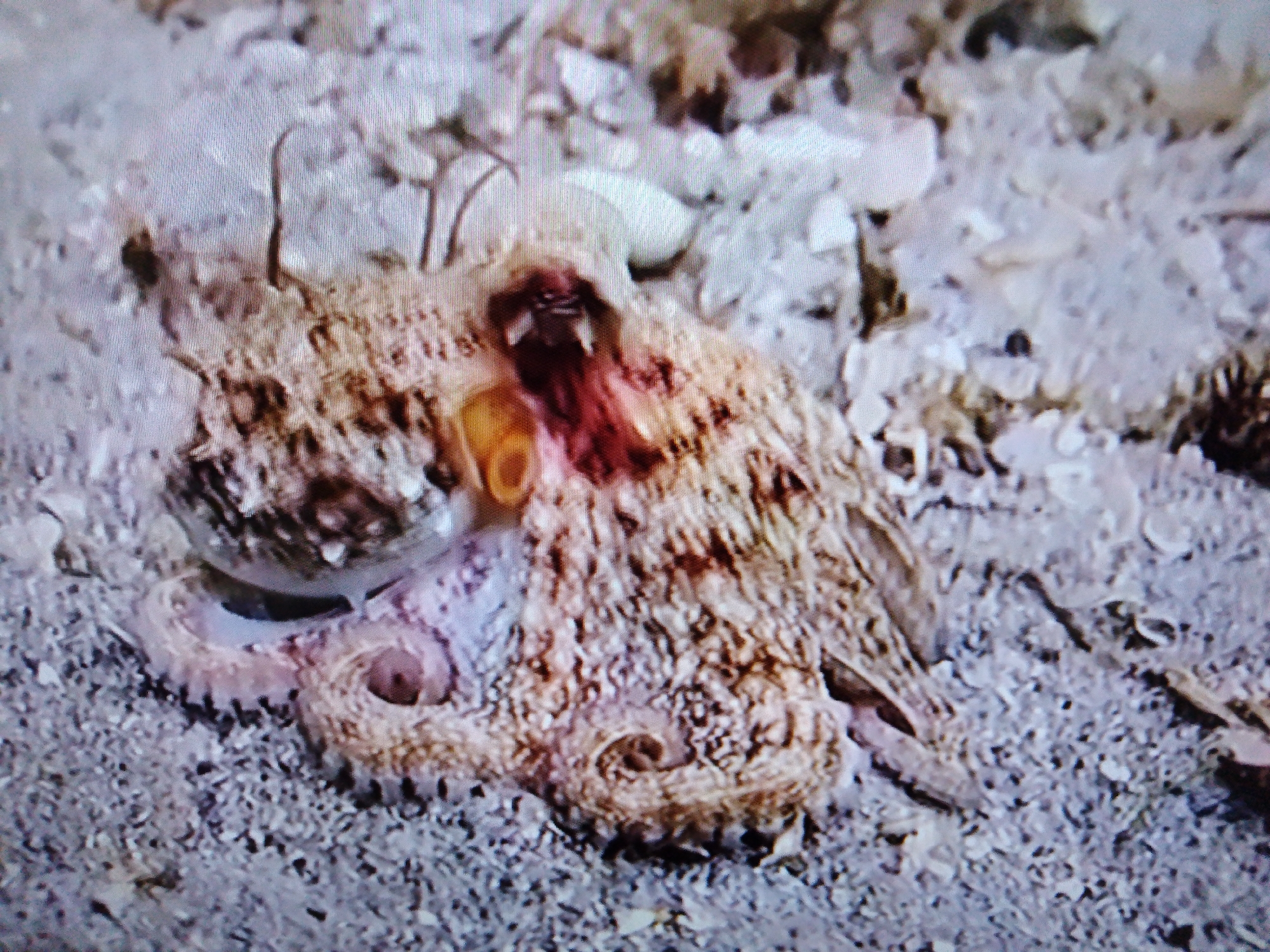 A close-up, horizontal, eye-level shot captures an octopus partially obscured by its own body and the gravelly seabed it rests on. The octopus, with its textured, sandy-brown camouflage skin, is positioned centrally in the frame. Its visible eight arms are curled and positioned around its main body, with some suckers clearly visible. The head area of the octopus is dark, with visible teeth or beak structures, and a reddish, bloody area appears on its upper body, suggesting injury. The background is a blur of the seafloor, consisting of small rocks, pebbles, and possibly shell fragments, giving the impression of a shallow marine or aquatic environment. There is no indication of any urban environment, including Dushanbe, Tajikistan, in this image.
