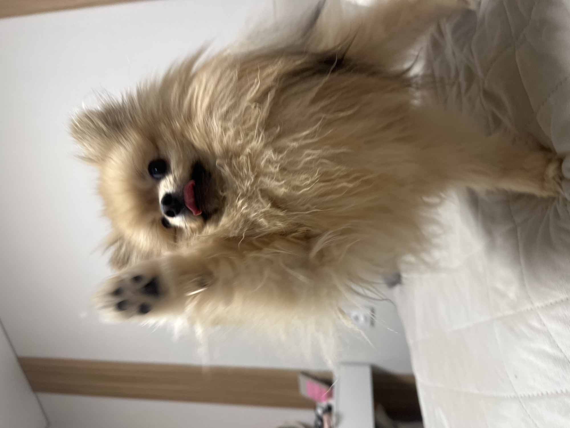 A Pomeranian dog is the main subject of the image, with its front paw raised, as if reaching out. The dog has tan fur and a black nose, and its tongue is visible. It's on a white quilted surface, likely a bed or cushion. The background includes a white wall, a light brown wooden surface, and a glimpse of what appears to be a white cabinet. The image is angled, giving a slightly skewed perspective. There is no evidence in the image to indicate its location is Votkinsk, Russia.