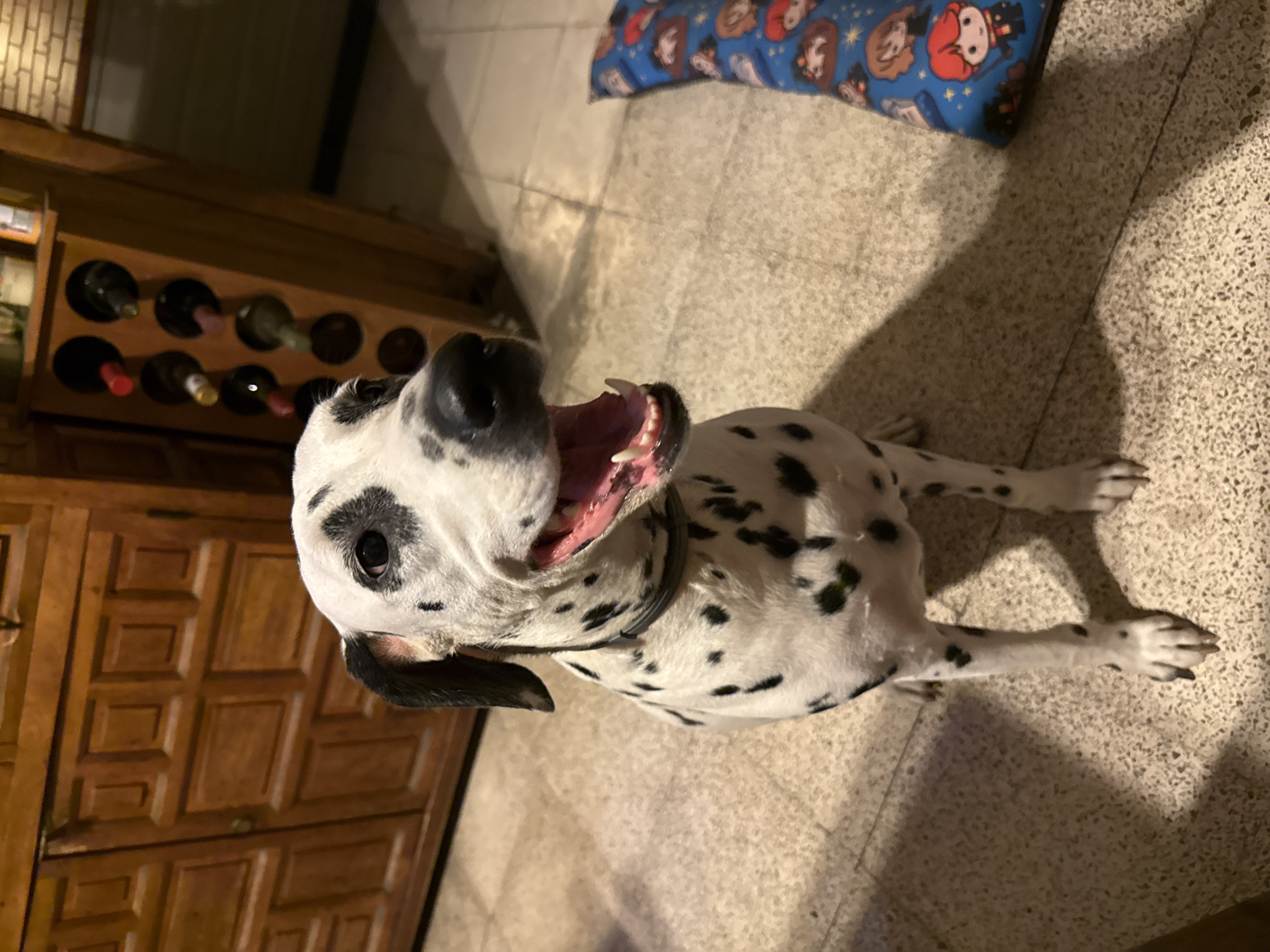 A Dalmatian dog lies on a tiled floor indoors. The dog has its mouth open, revealing teeth and tongue. To the left, a wooden cabinet houses a wine rack containing several wine bottles. A pillow with cartoon characters is located near the upper edge of the image. The location is potentially in Xochitepec, Mexico, although there are no specific features visible in the image to confirm.
