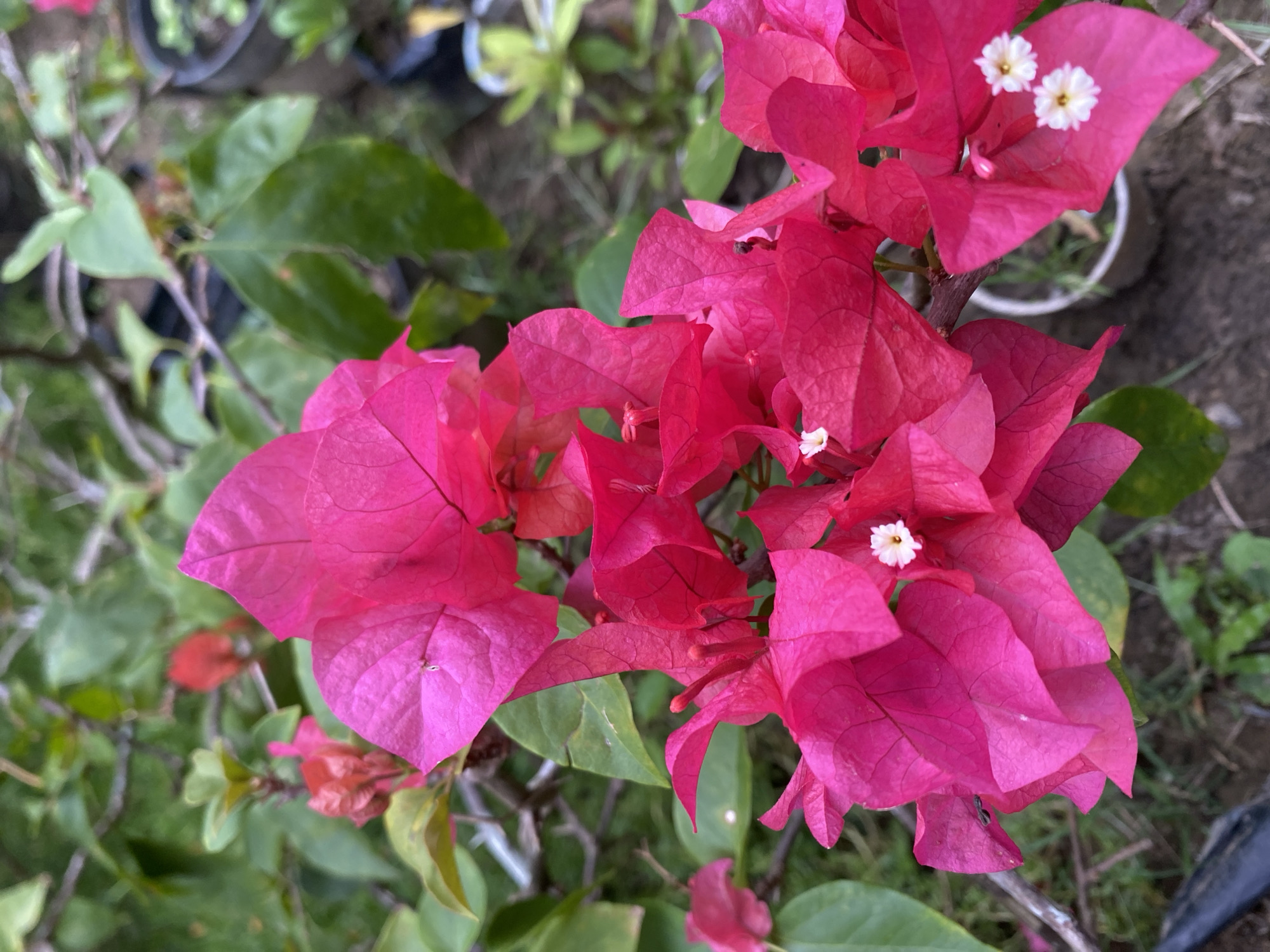 The image depicts a cluster of vibrant pink bougainvillea flowers in bloom, interspersed with green leaves. The flowers appear to be the focal point, with small white centers visible on some of the bracts. The background is a mix of other plants in pots and some bare ground, suggesting an outdoor setting. The location is specified as Palohpanyang, Indonesia, but there are no other clues in the image about the specific urban context. The scene is static, showing the natural beauty of the flowering plant.