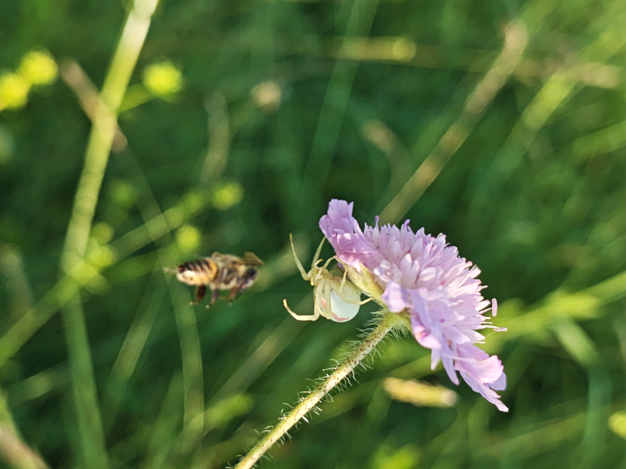The image depicts a close-up view of a pale pink wildflower with a white spider positioned on one of its petals, poised as if waiting. To the left, a bee is captured in mid-flight, its wings blurred due to motion. The background is a soft blur of green foliage, suggesting a natural, outdoor setting such as a meadow or garden. The lighting indicates it is likely daytime, with sunlight illuminating the scene, creating a soft glow and highlighting the textures of the flower and the spider. The focus is sharpest on the flower and the spider, with the bee and the background softly blurred, drawing attention to the interaction between the spider and the approaching bee. The overall mood is one of nature's delicate balance and the anticipation of a predatory moment. The setting is identified as Parkhomivka, Ukraine. There is no visible text in the image.
