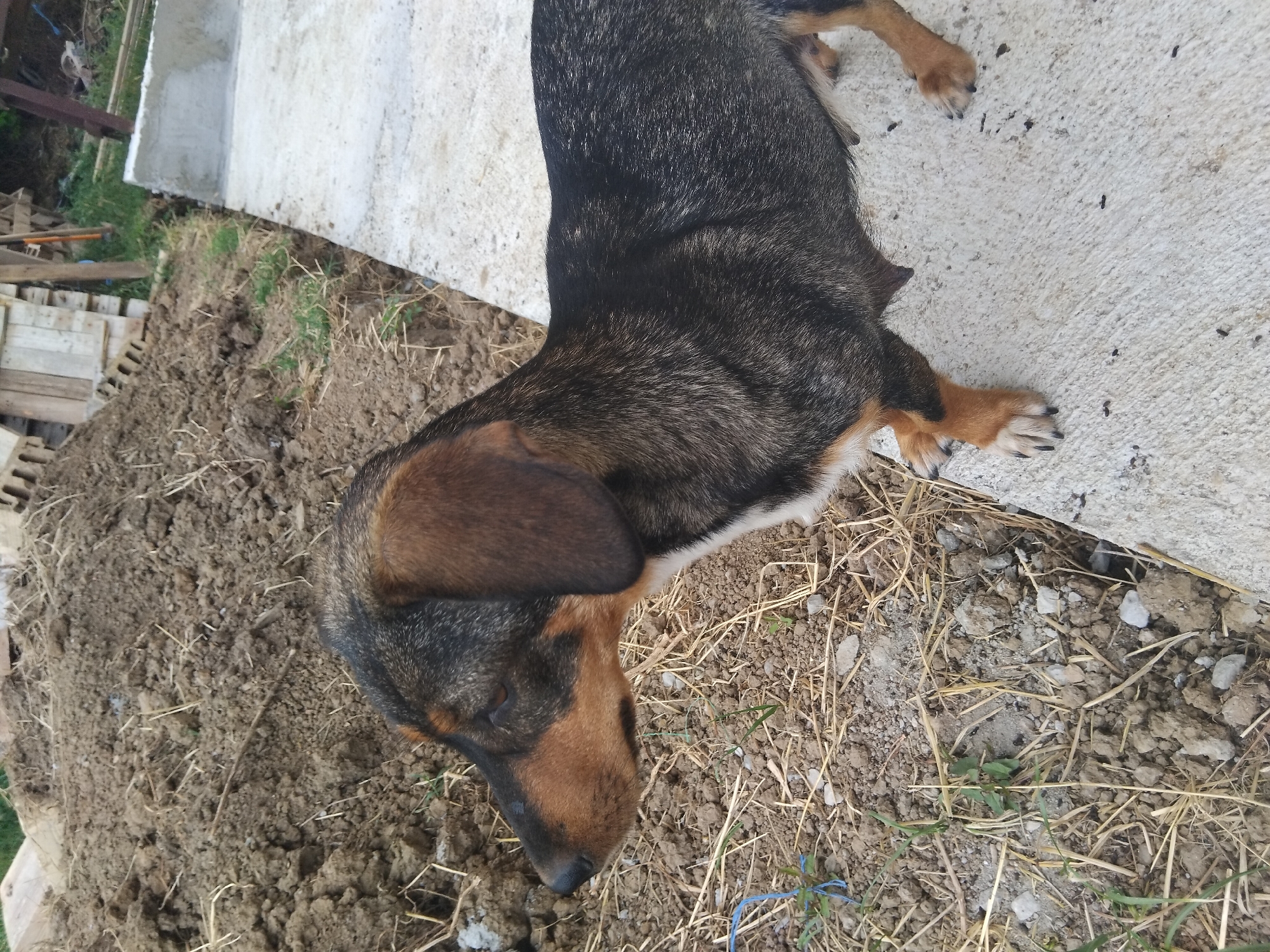 A medium-sized dog with black and brown fur stands on a concrete surface. The dog is facing left and its body is mostly visible. In the background, there is a pile of dirt and some wooden structures. The scene appears to be outdoors, possibly in a construction or yard area. The location is Plastina, Bulgaria.
