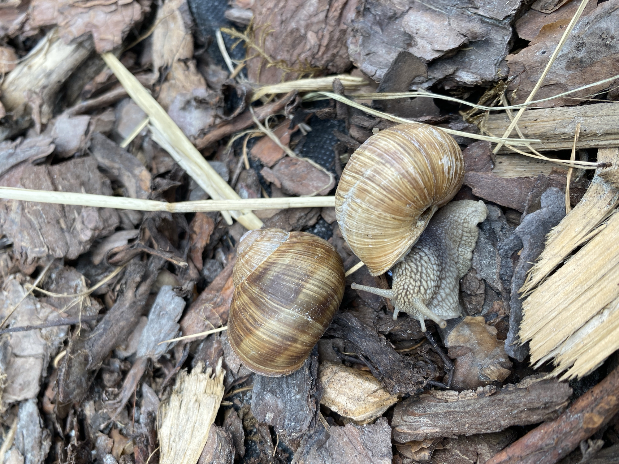 Two snails are on a surface covered with bark chips and dry plant matter. One snail is mostly visible, with its shell and head extended. Its shell is coiled and brown with darker stripes. The second snail is to the upper left, its shell is also visible but its body is retracted. The environment appears to be outdoors, possibly a garden or park. The location is not specified in the image.