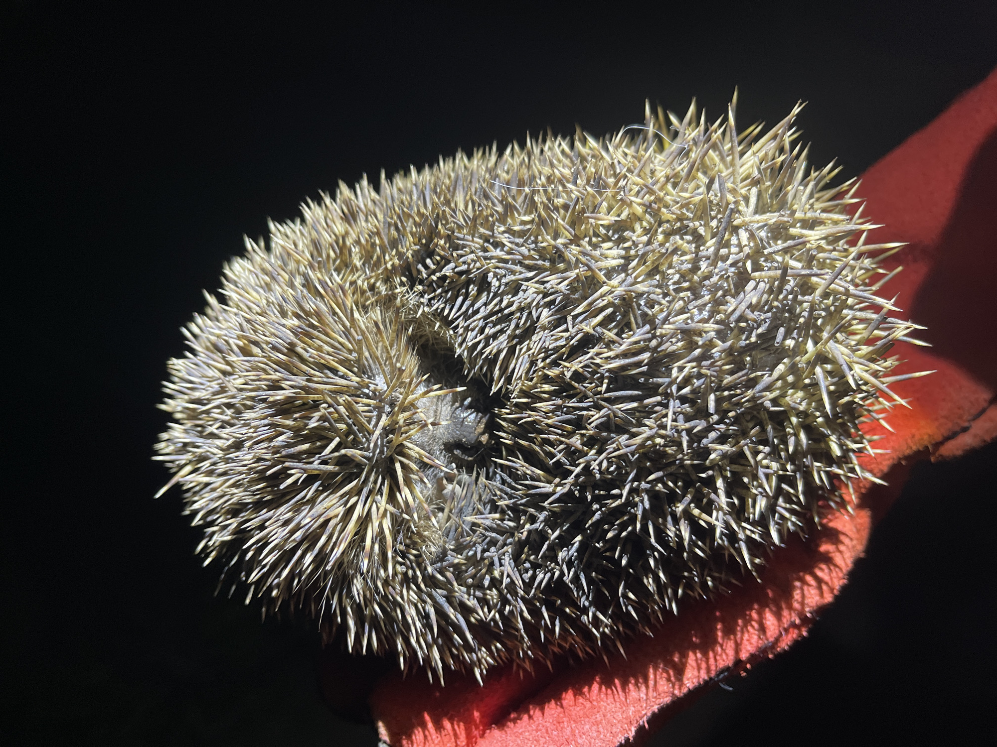 A hedgehog, rolled into a defensive ball of tan and white quills, rests on a surface covered in red fabric. The animal's dark nose and facial features are visible amidst the spines. The backdrop is black, suggestive of night or a darkened indoor setting. There is no information available from the image to place the scene in Sofia, Bulgaria.