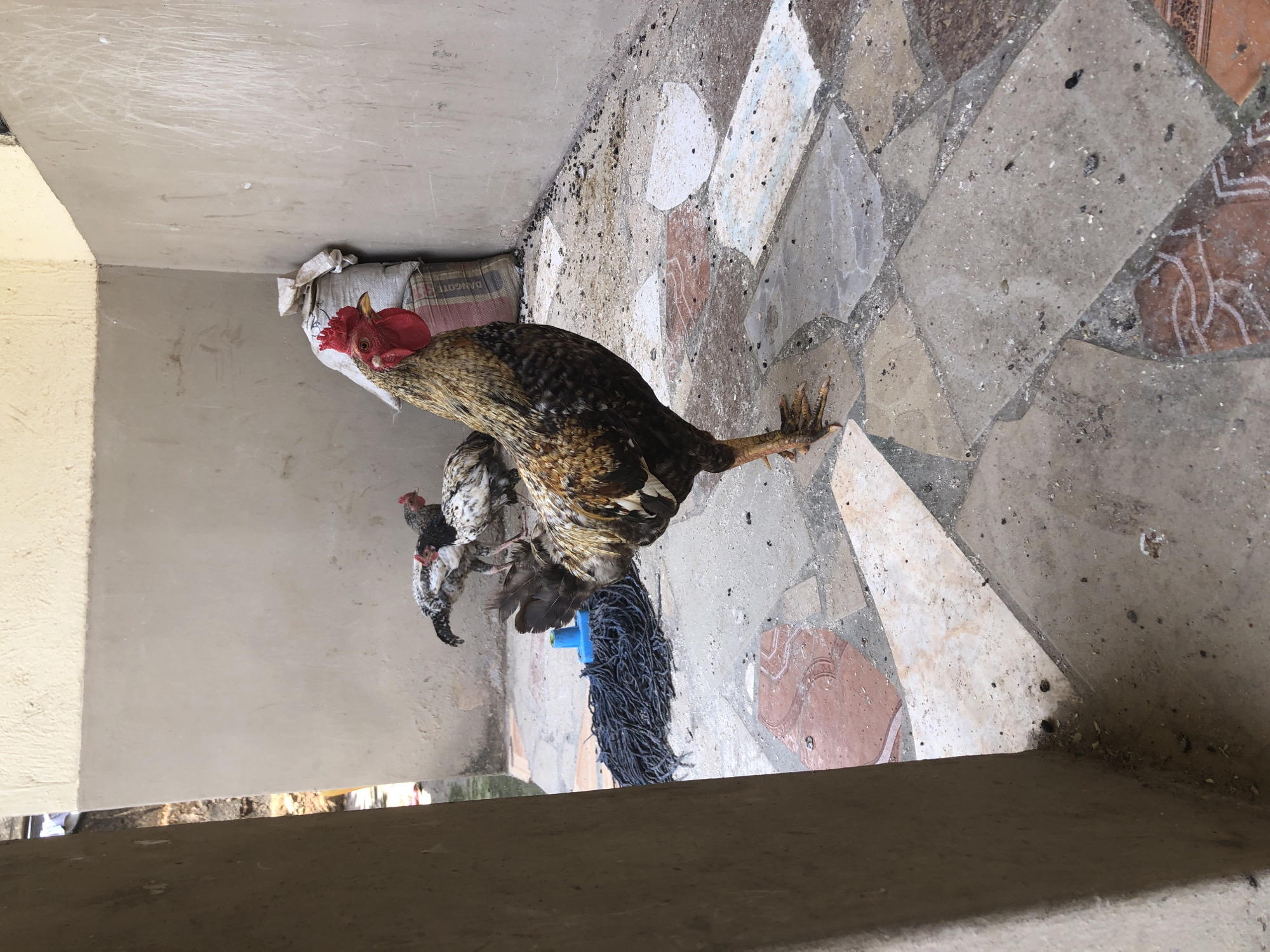 An adult male chicken, also known as a rooster, stands in the foreground of the image. The rooster is predominantly brown and black, with a bright red comb and wattle. It is facing slightly to the right of the camera. In the background, there are three other chickens, two of which are primarily black and white, and one is a mottled brown and white. A blue-headed mop lies on the ground to the left of the rooster. Two large white sacks are stacked against a beige wall behind the chickens. The ground is paved with irregular stone tiles of various colors and patterns. The scene appears to be an outdoor courtyard or patio area. The context suggests this is an area within or near a residential property in the city of Kabong, Nigeria.