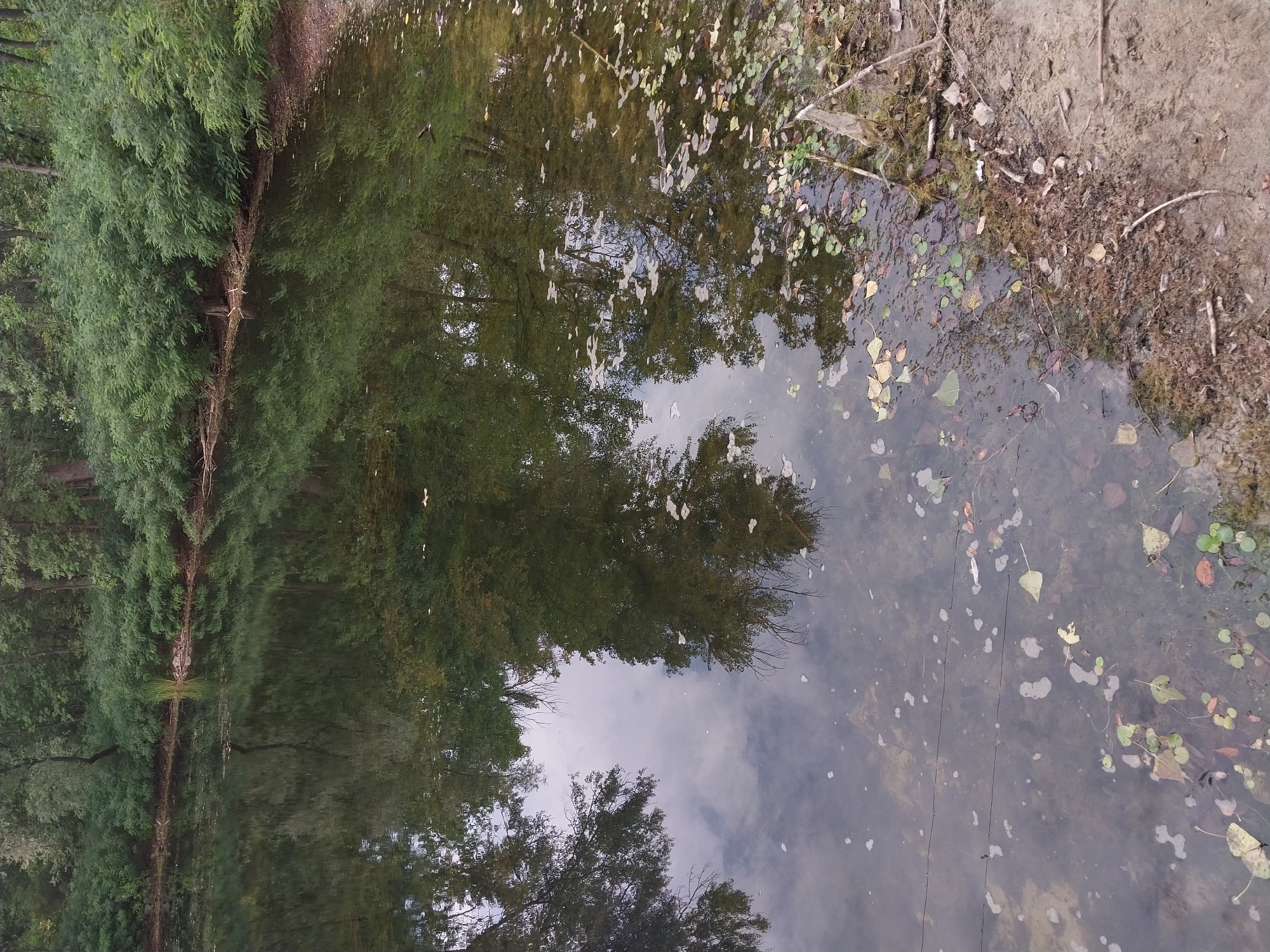 This image depicts a natural scene of a pond or small lake bordered by dense trees and foliage, with reflections visible on the water's surface. The foreground shows the muddy bank with fallen leaves and some aquatic plants. There are no people or man-made structures evident in the image. The environment appears to be a natural, wooded area. Without additional information, it is not possible to determine the specific location within the city of Dnipro, Ukraine.